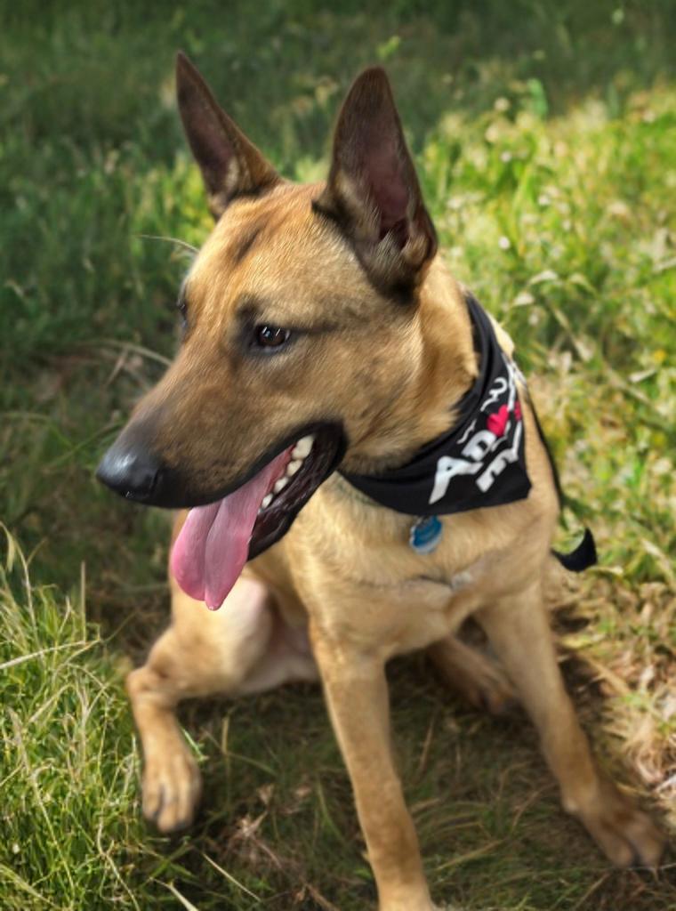 Enlarge Duke, an adopted mixed breed in Houston, TX image 6/6