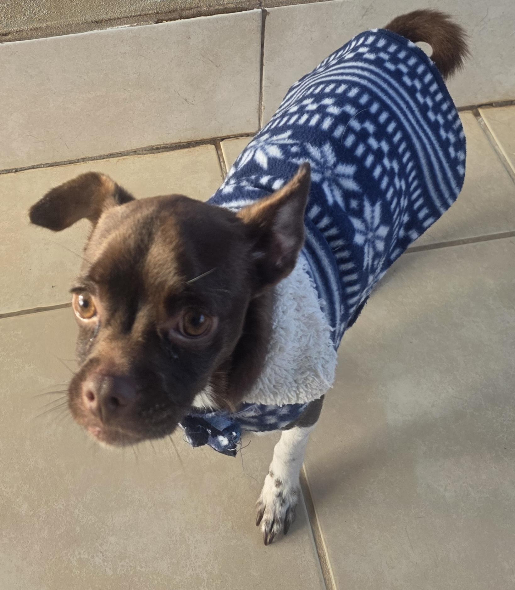 Enlarge Chocolate, a ADOPTABLE mixed breed in Fallbrook, CA image 3/6