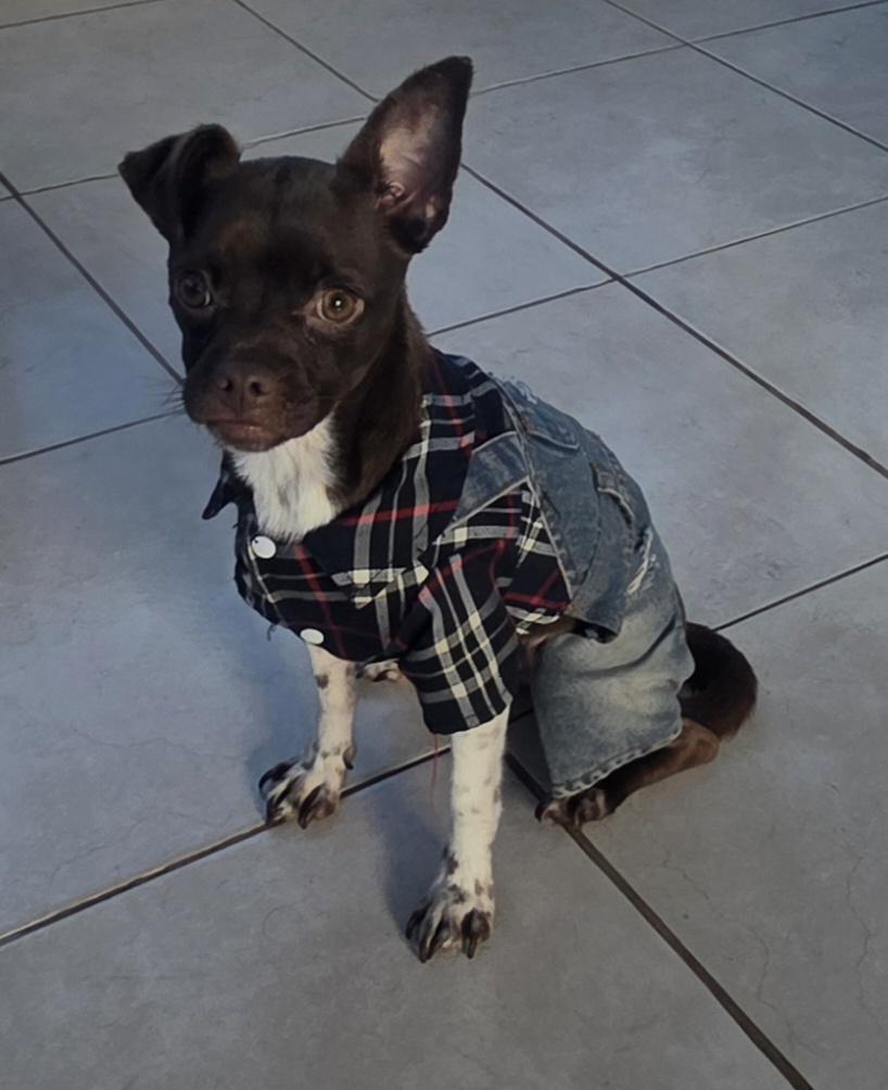 Chocolate, ADOPTABLE, Young Male Miniature Pinscher & Pug.