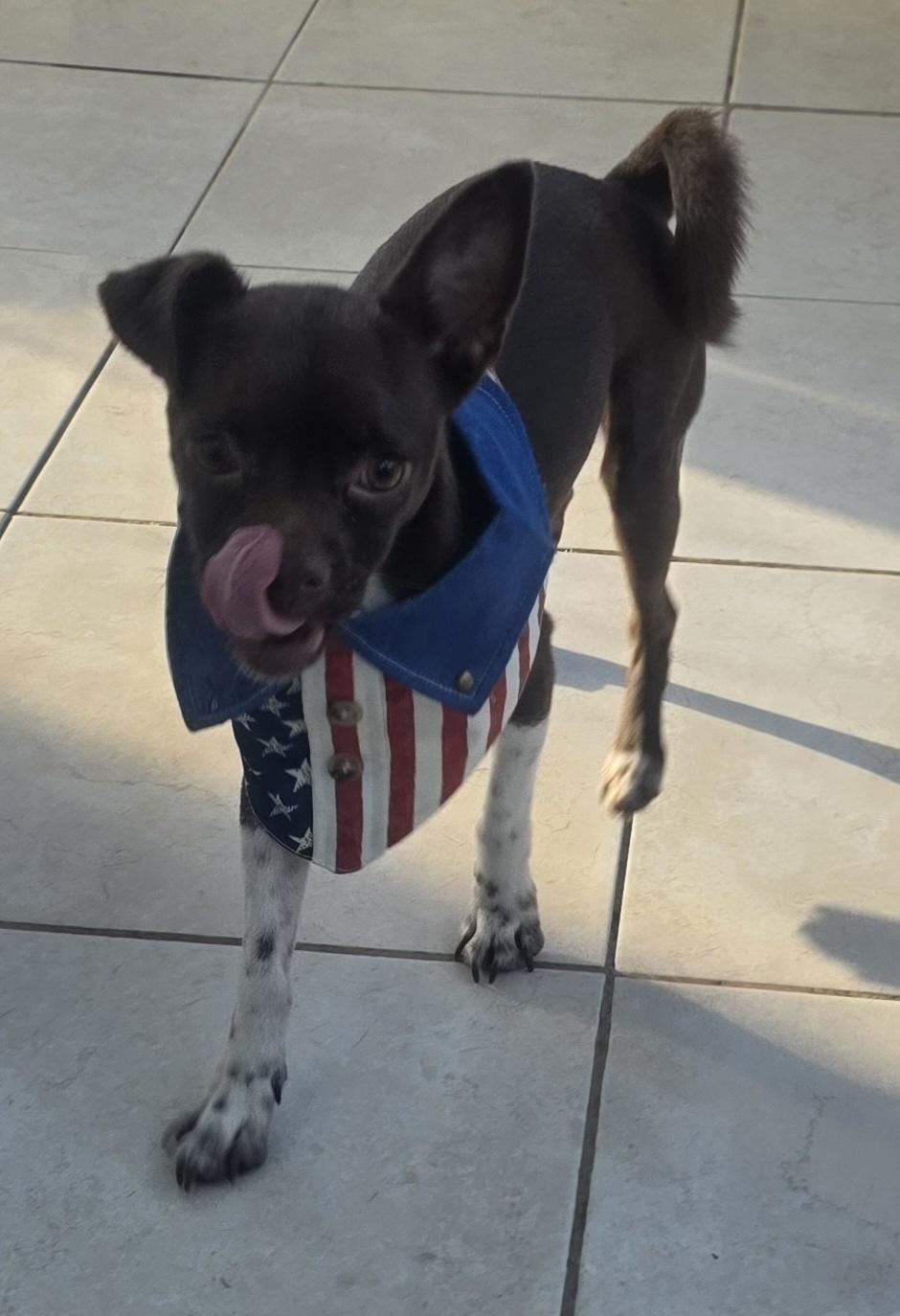 Enlarge Chocolate, a ADOPTABLE mixed breed in Fallbrook, CA image 2/6