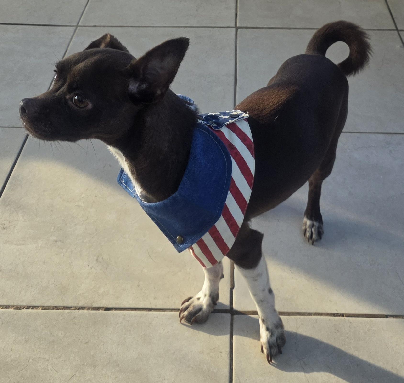 Enlarge Chocolate, a ADOPTABLE mixed breed in Fallbrook, CA image 4/6
