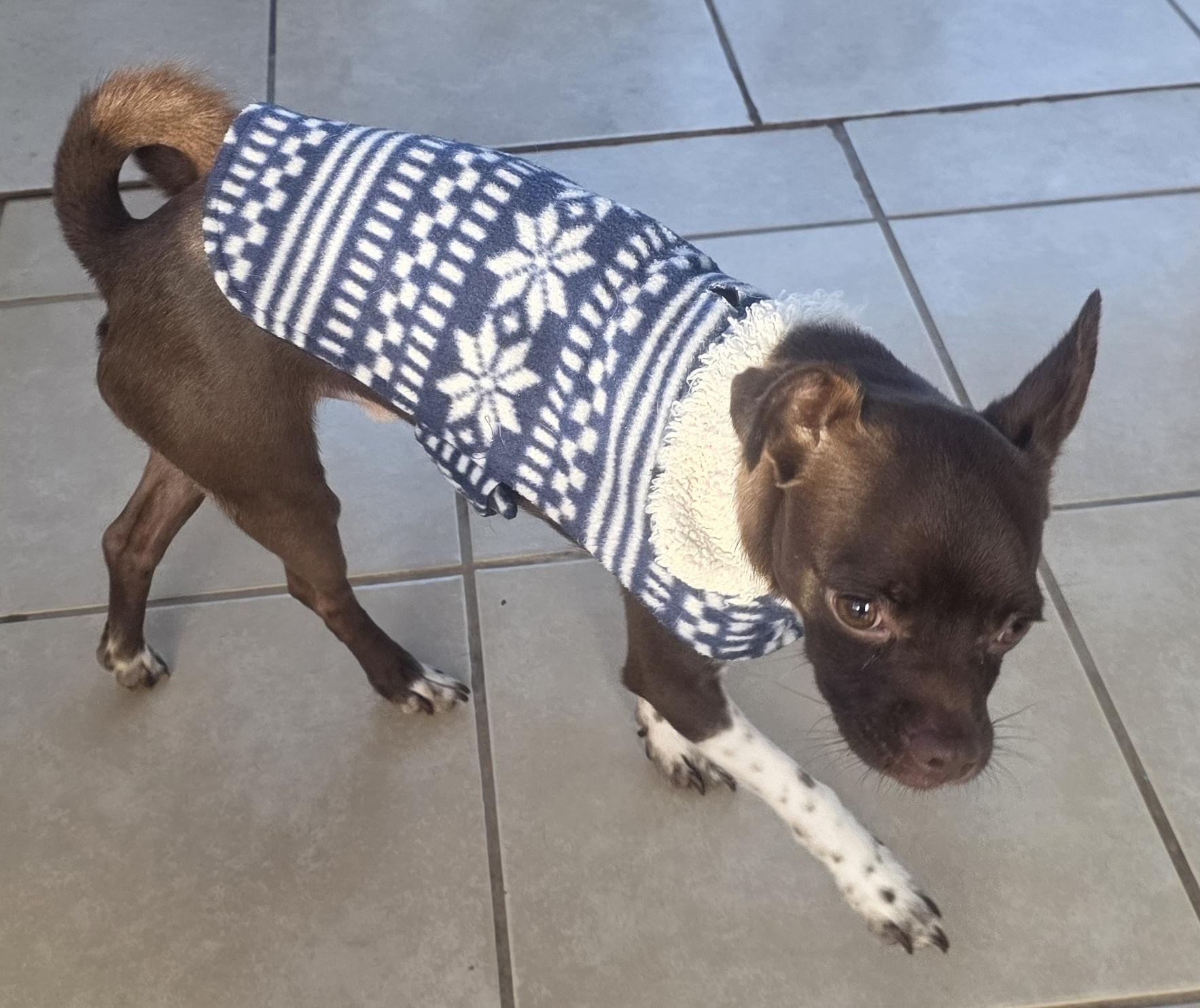 Enlarge Chocolate, a ADOPTABLE mixed breed in Fallbrook, CA image 5/6