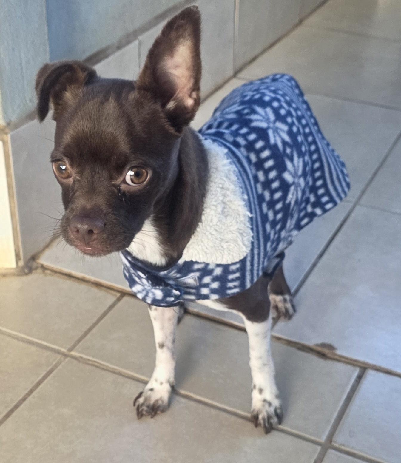 Enlarge Chocolate, a ADOPTABLE mixed breed in Fallbrook, CA image 6/6