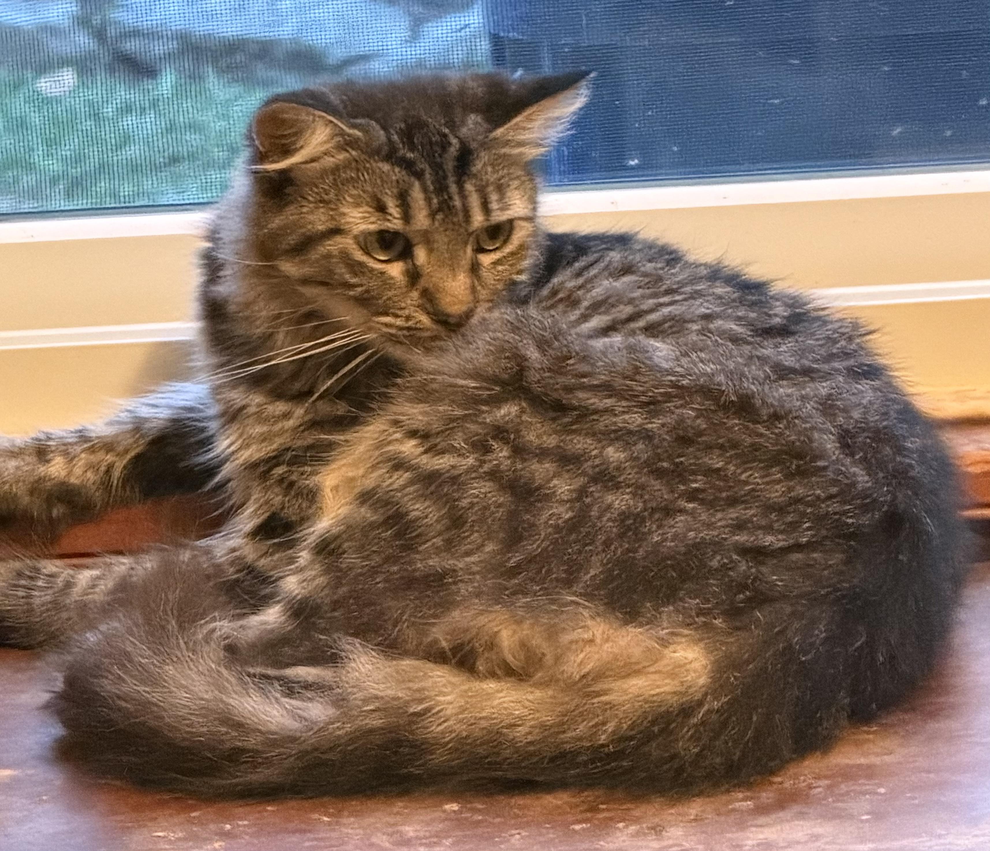 Enlarge PENNY. Needs special home due to abuse, a Adoptable mixed breed in Churchville, PA image 2/5