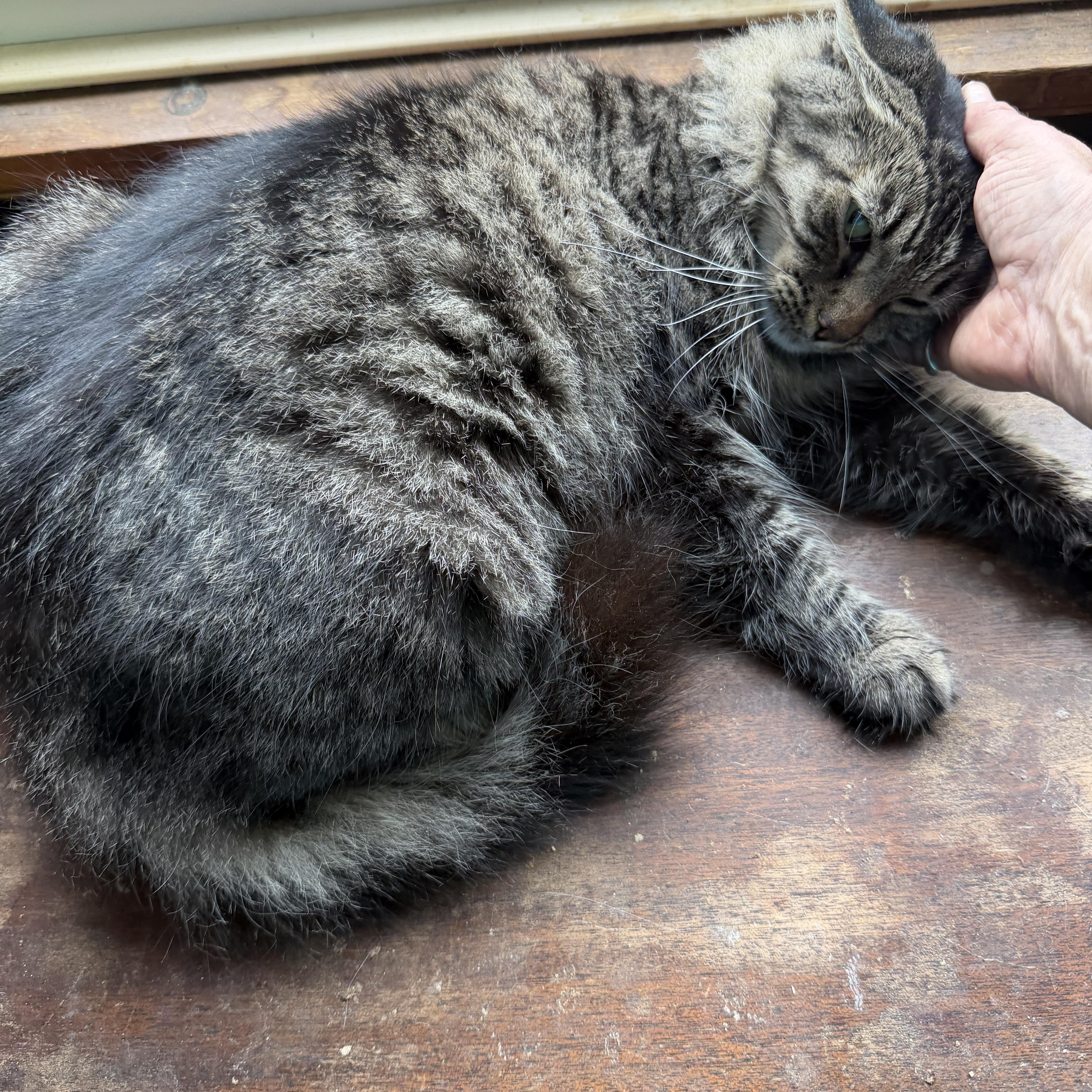 Enlarge PENNY. Needs special home due to abuse, a Adoptable mixed breed in Churchville, PA image 3/5