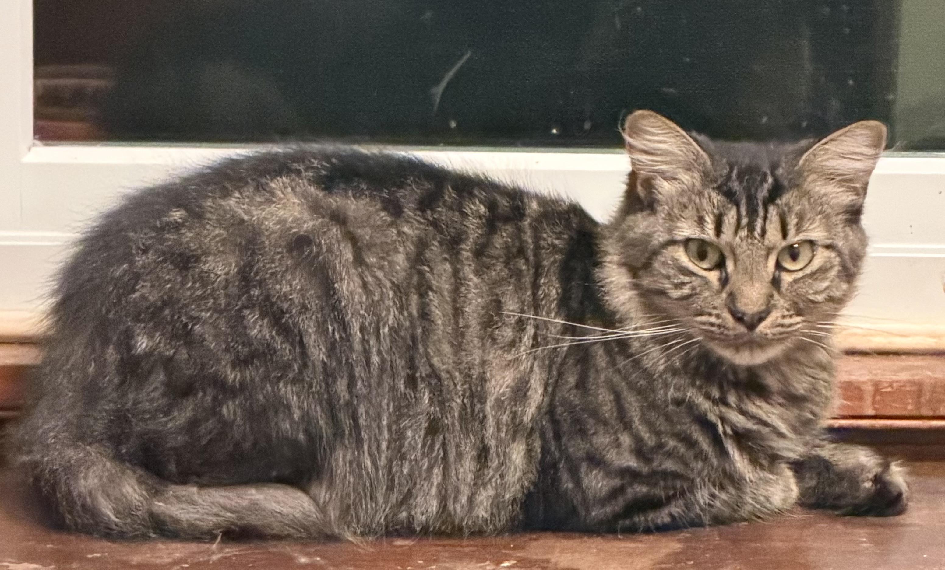 Enlarge PENNY. Needs special home due to abuse, a Adoptable mixed breed in Churchville, PA image 4/5