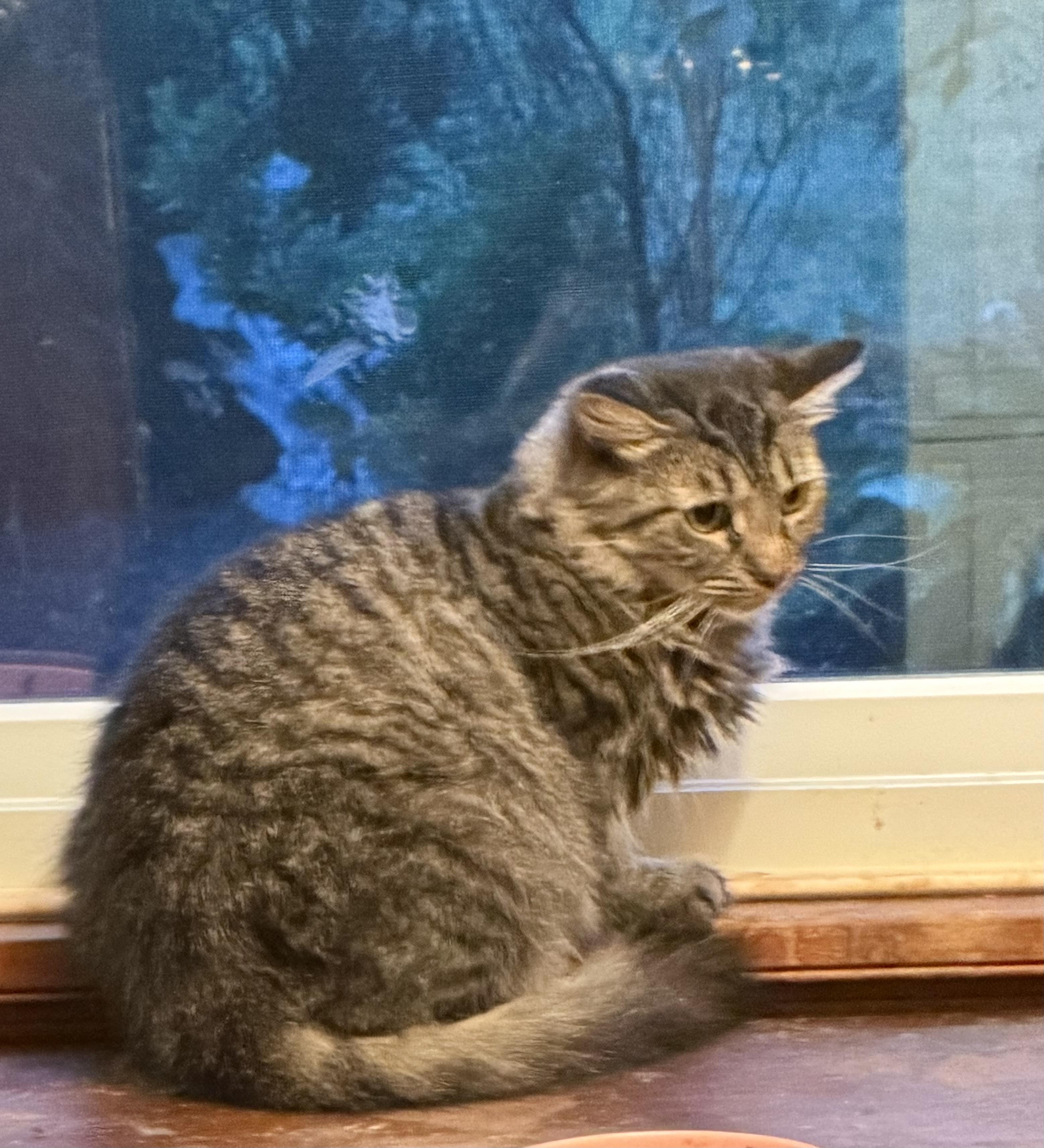 Enlarge PENNY. Needs special home due to abuse, a Adoptable mixed breed in Churchville, PA image 5/5