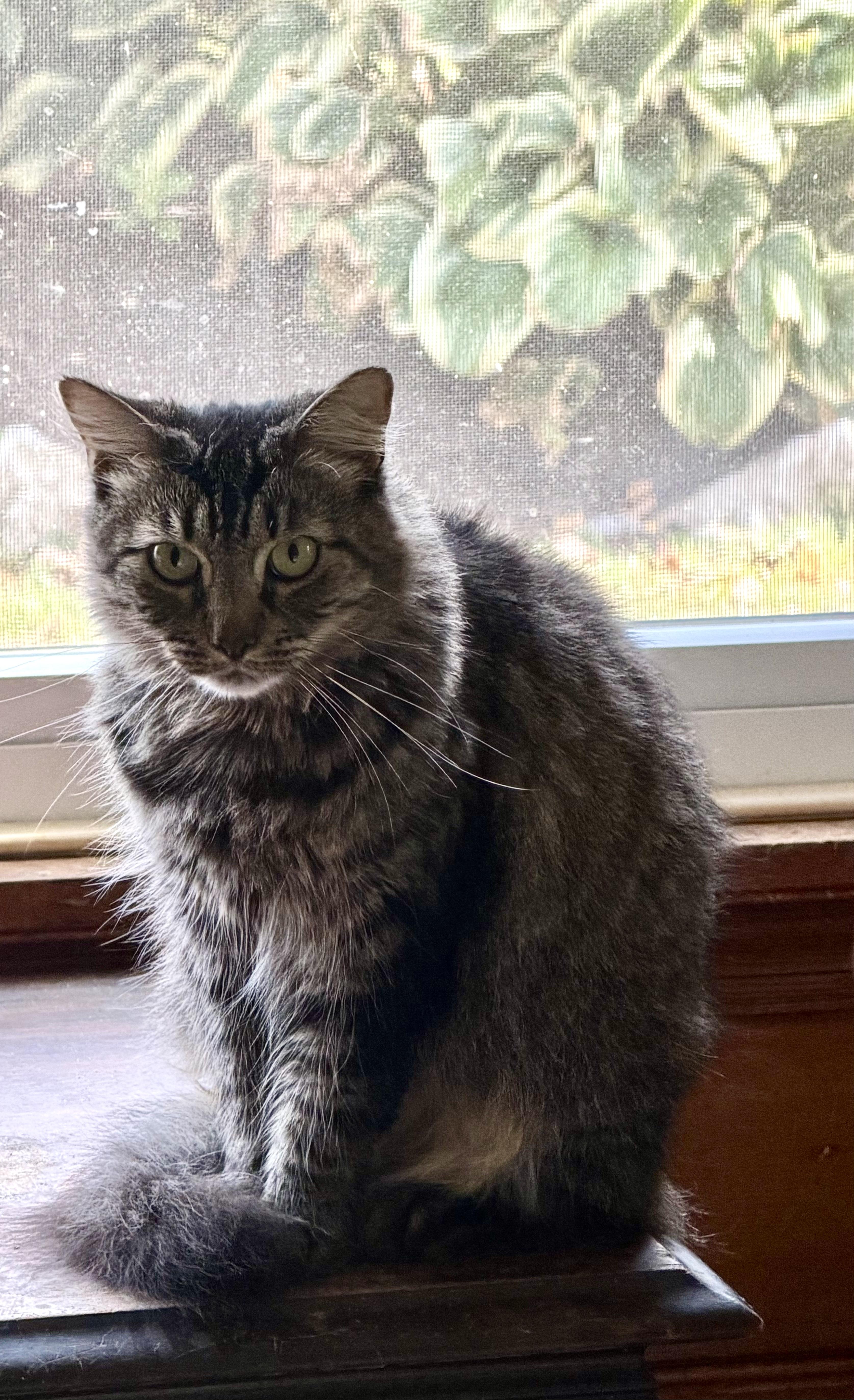 PENNY. Needs special home due to abuse, Adoptable, Young Female Maine Coon & Domestic Long Hair.