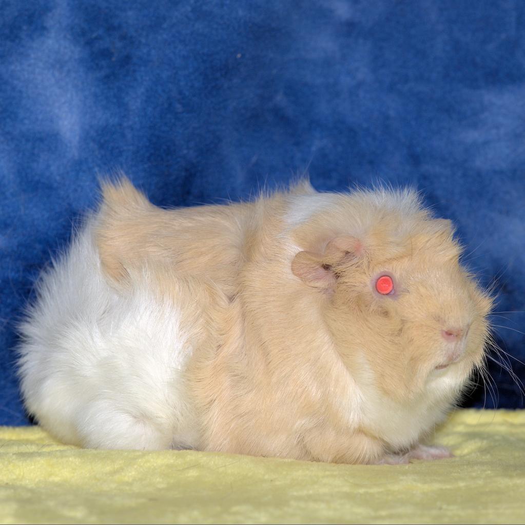 Enlarge Chloe (bonded with Iris), a Adoptable Abyssinian in Decatur, GA image 2/3