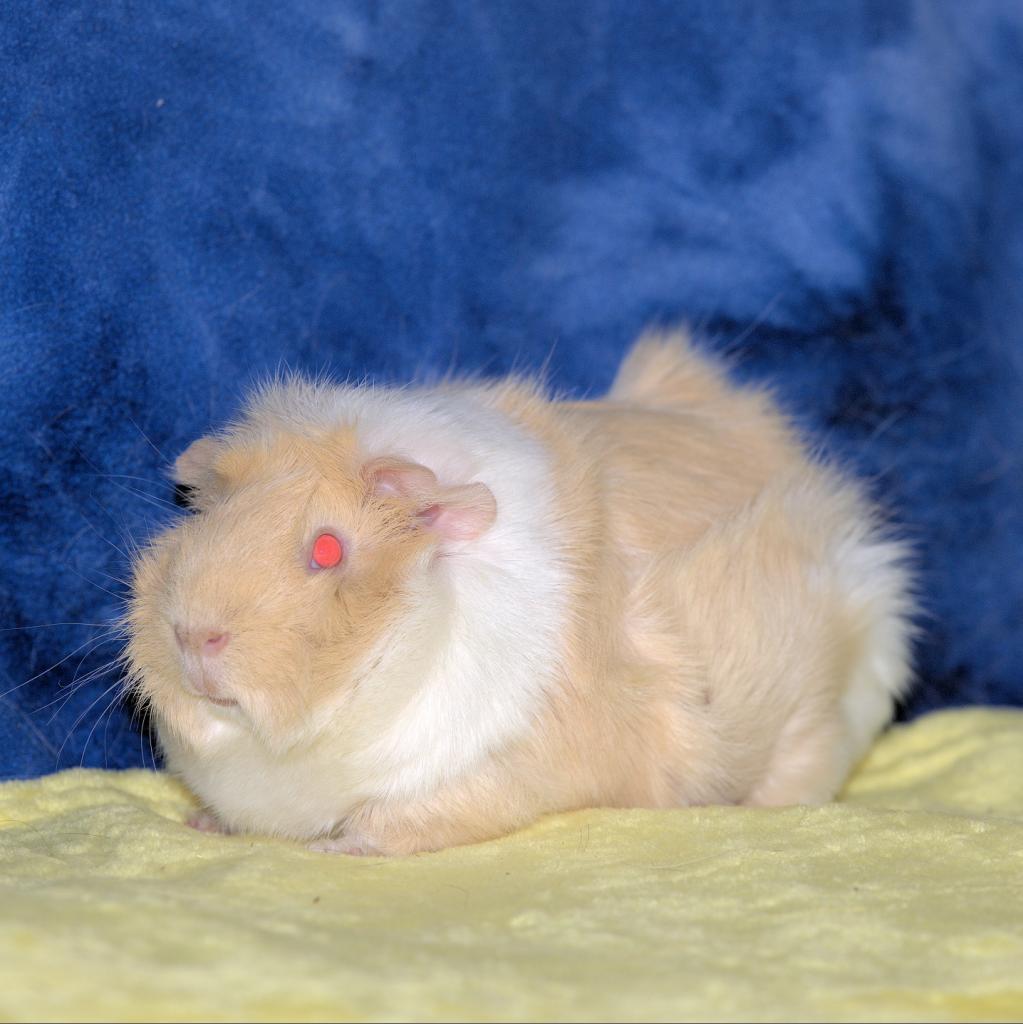 Enlarge Chloe (bonded with Iris), a Adoptable Abyssinian in Decatur, GA image 3/3