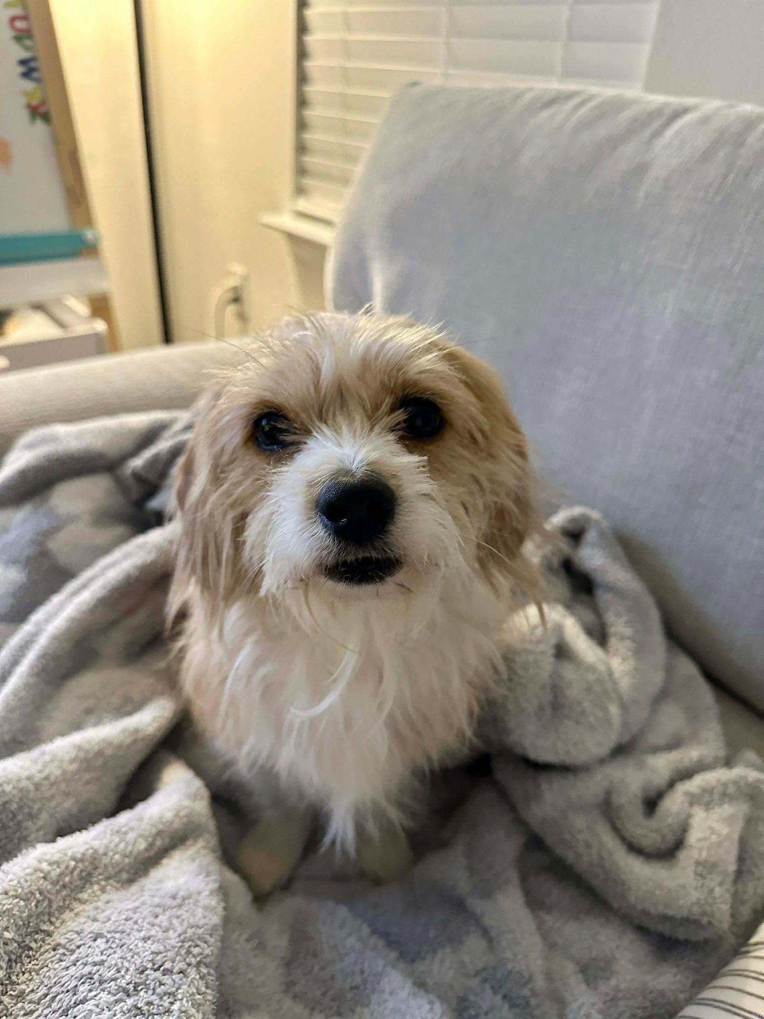 Honey, Adoptable, Adult Female Terrier.