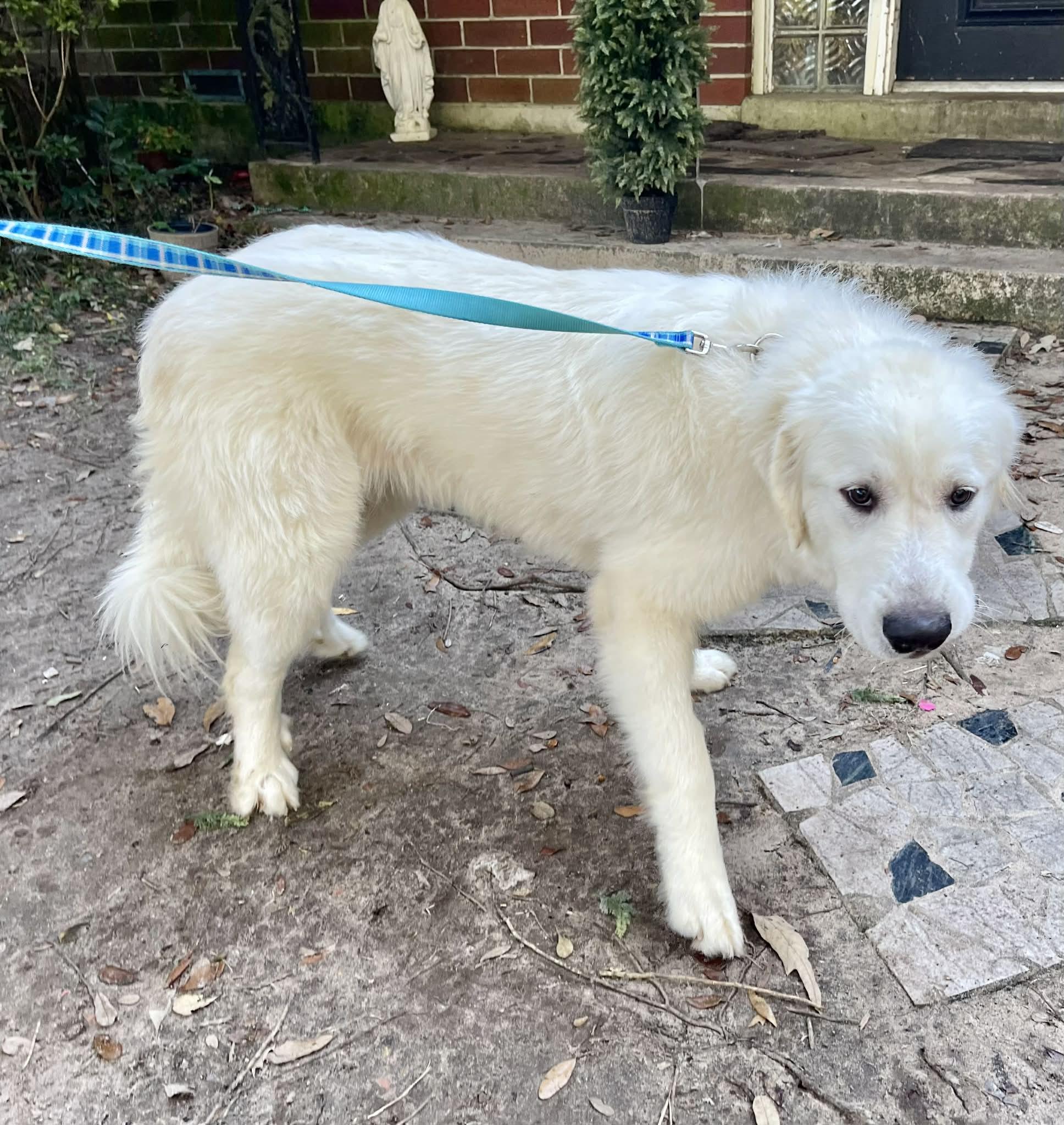 Major, ADOPTABLE, Young Male Great Pyrenees.