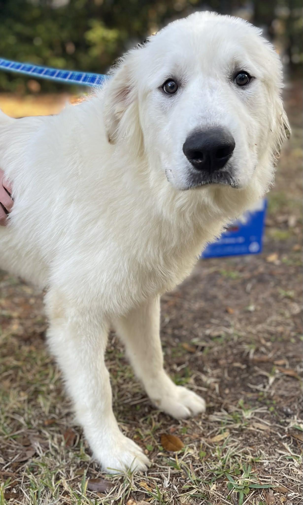 Enlarge Major, a ADOPTABLE Great Pyrenees in Mobile, AL image 2/4