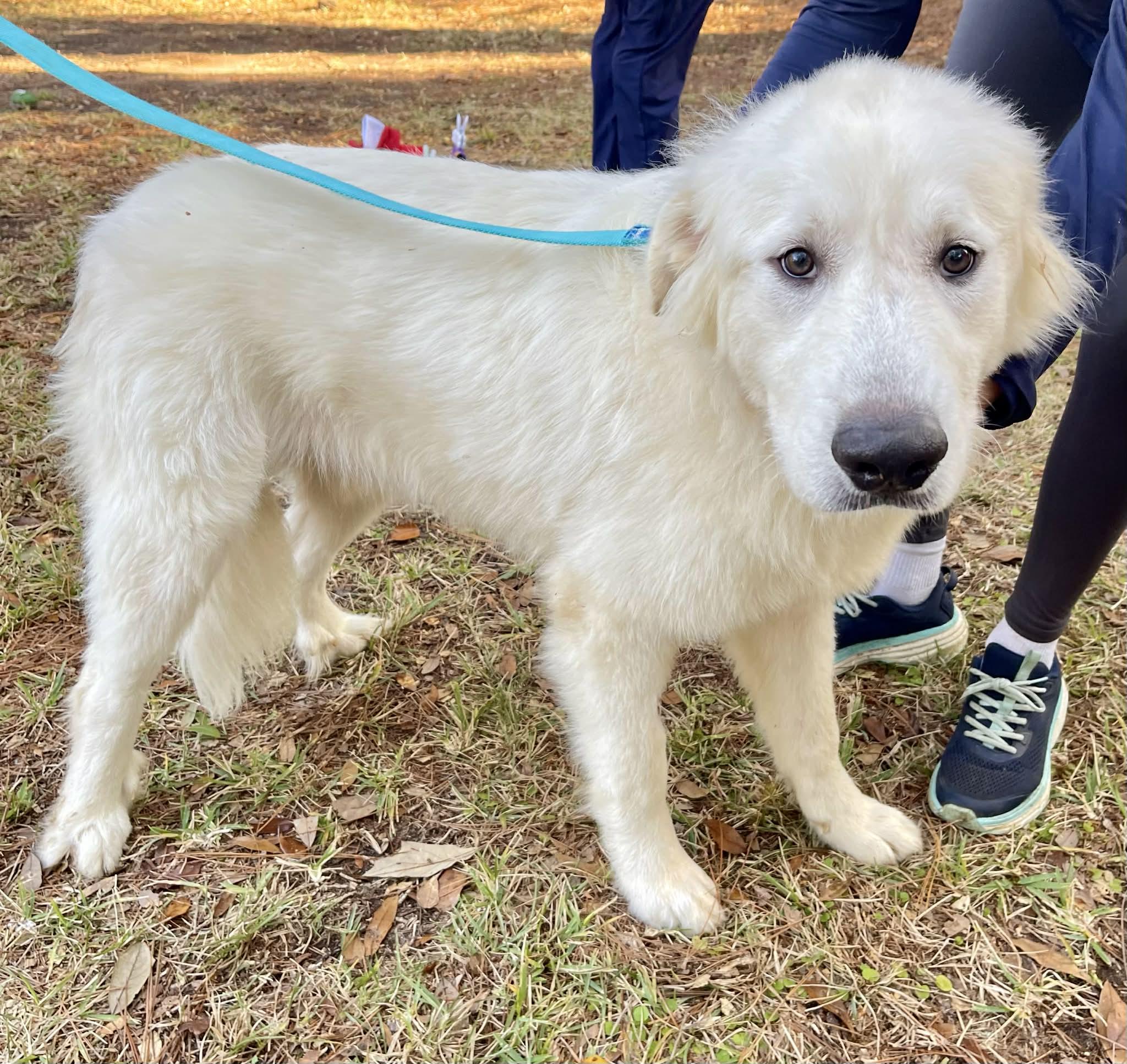Enlarge Major, a ADOPTABLE Great Pyrenees in Mobile, AL image 4/4
