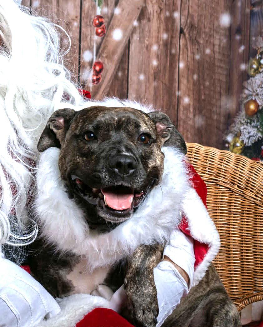 Audrey, a Adoptable Pit Bull Terrier in Rockville, MD image 1/3