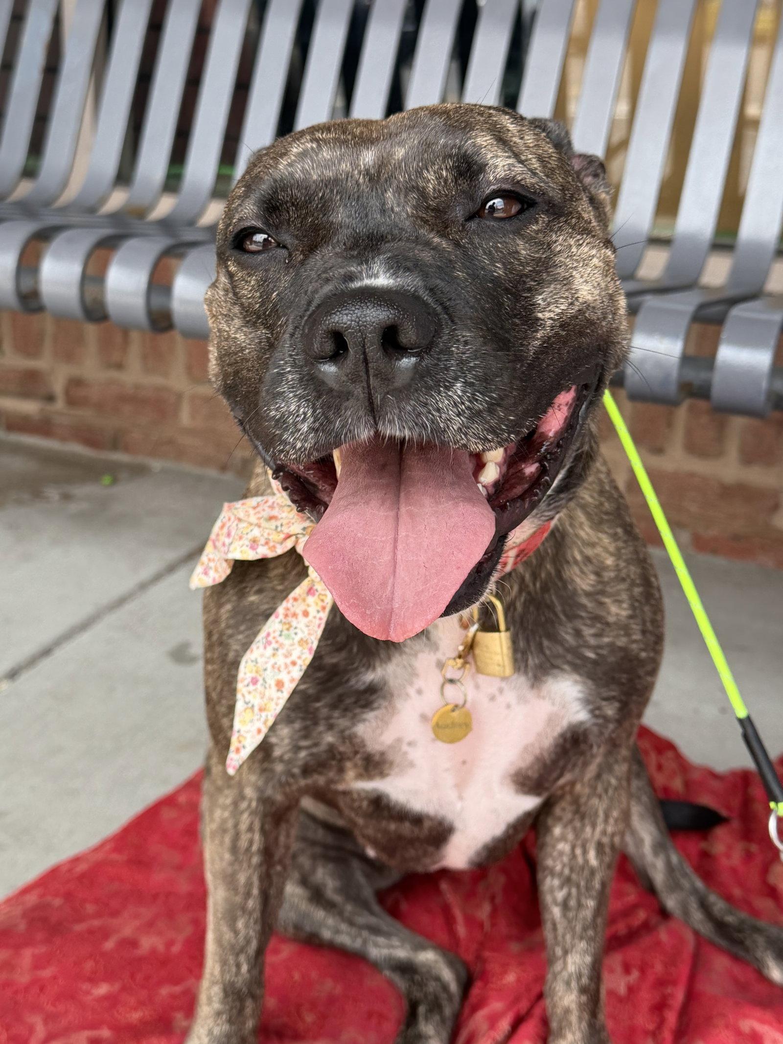 Audrey, Adoptable, Young Female Pit Bull Terrier.