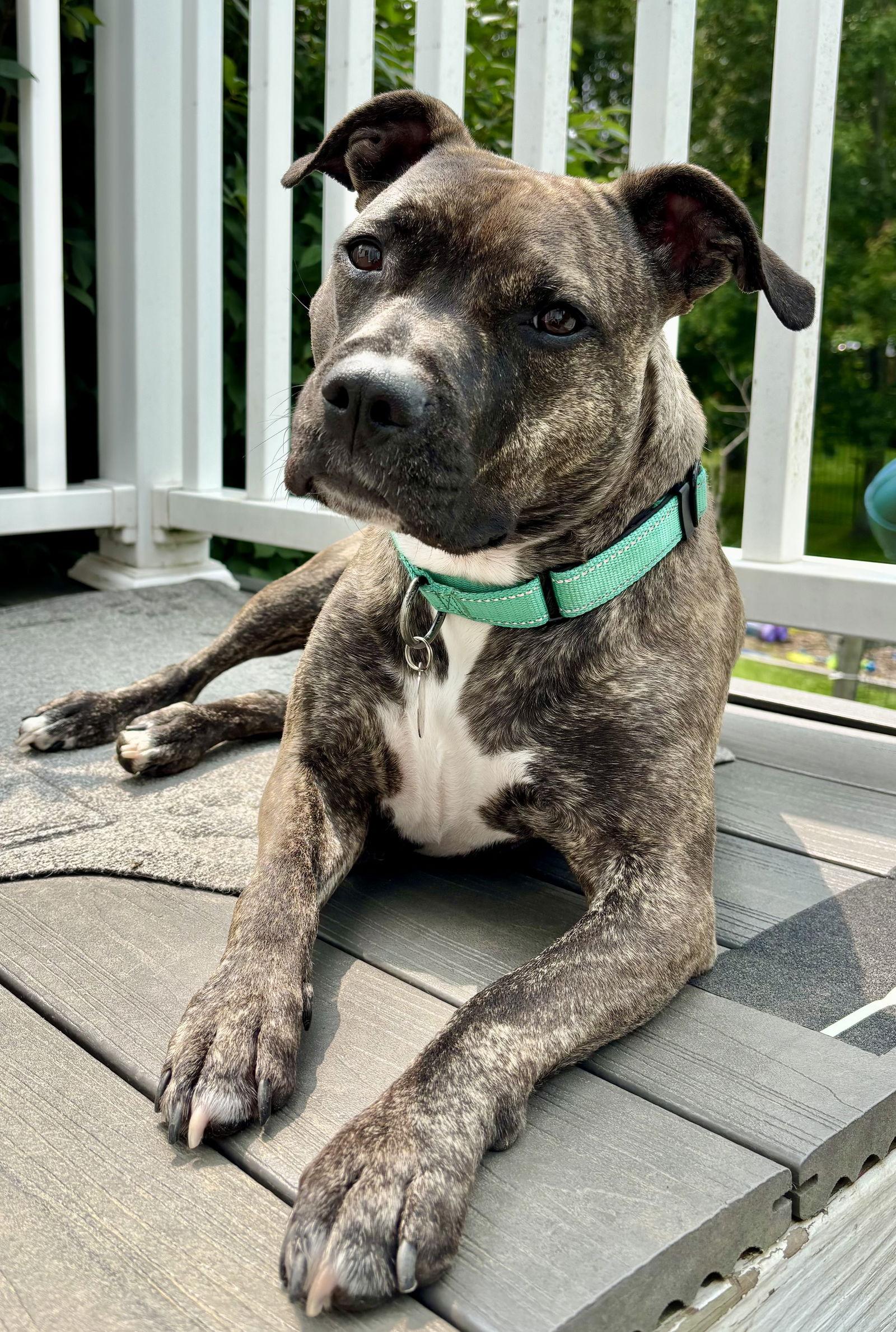 Audrey, a Adoptable Pit Bull Terrier in Rockville, MD image 2/3