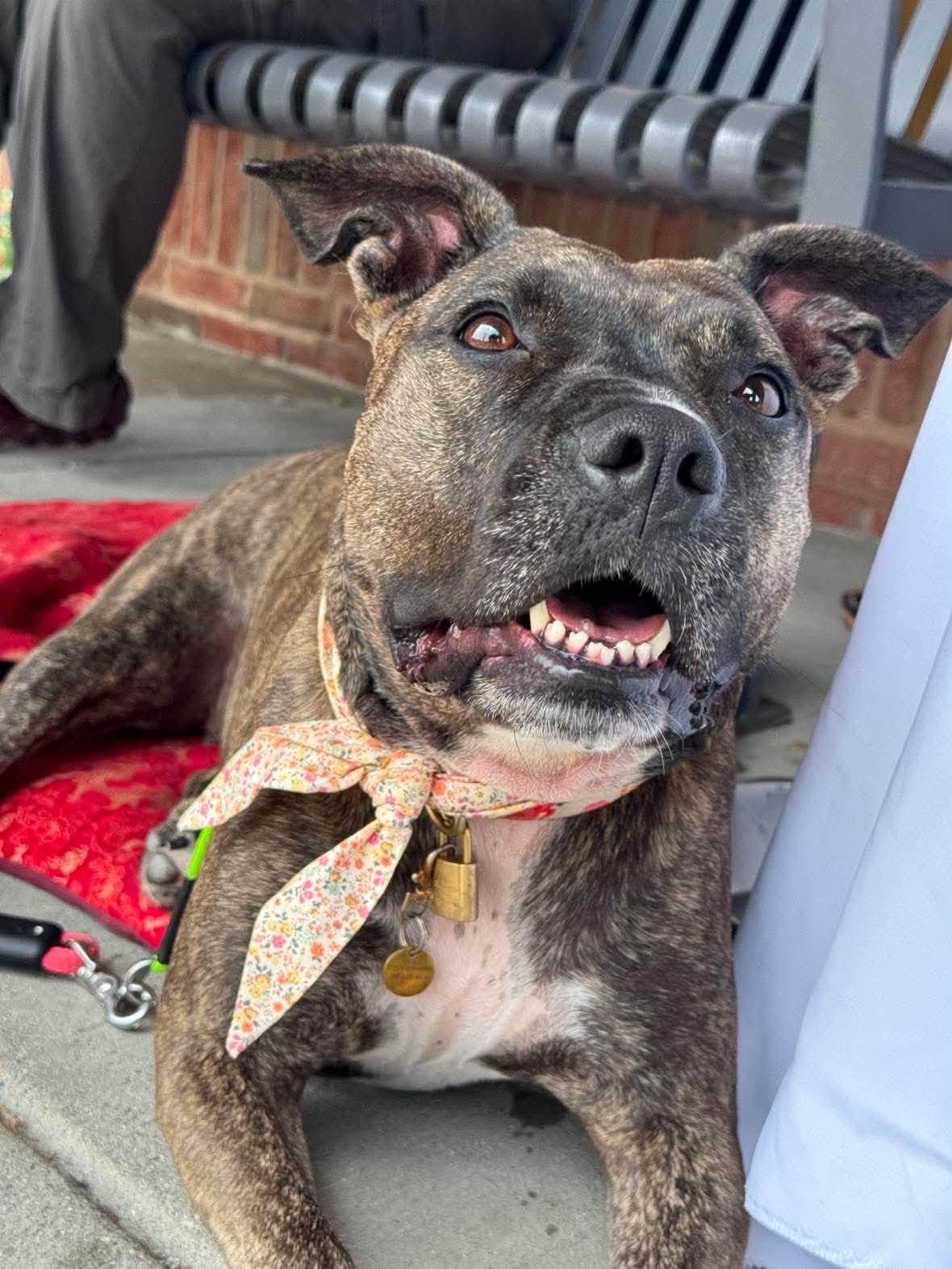 Audrey, a Adoptable Pit Bull Terrier in Rockville, MD image 2/3