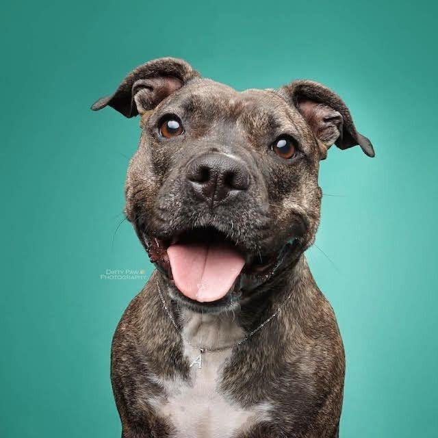 Enlarge Audrey, a Adoptable Pit Bull Terrier in Rockville, MD image 2/3