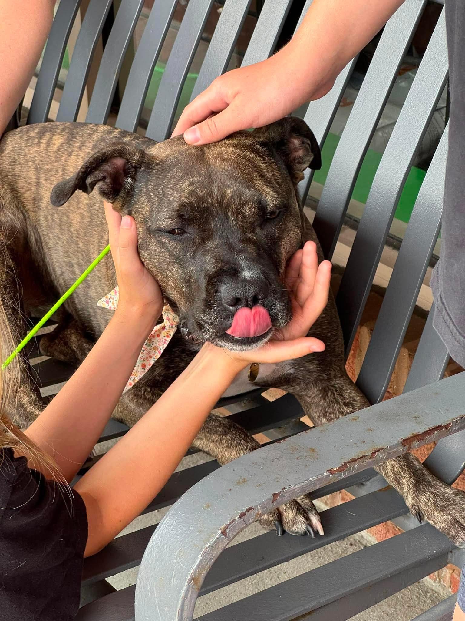 Audrey, a Adoptable Pit Bull Terrier in Rockville, MD image 3/3
