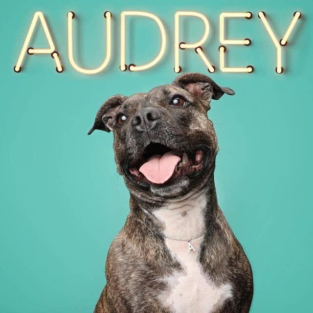 Enlarge Audrey, a Adoptable Pit Bull Terrier in Rockville, MD image 3/3