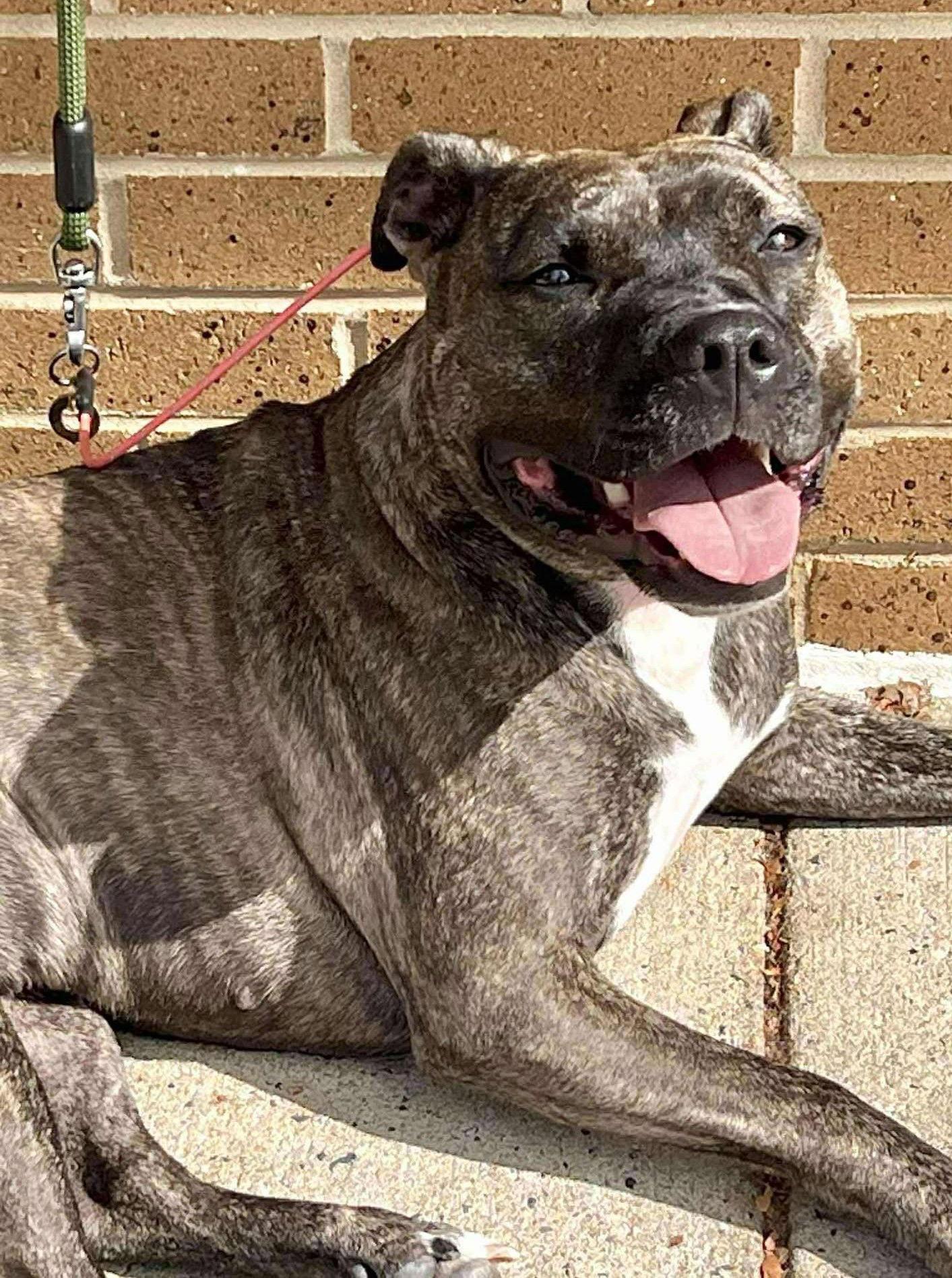 Audrey, a Adoptable Pit Bull Terrier in Rockville, MD image 3/3