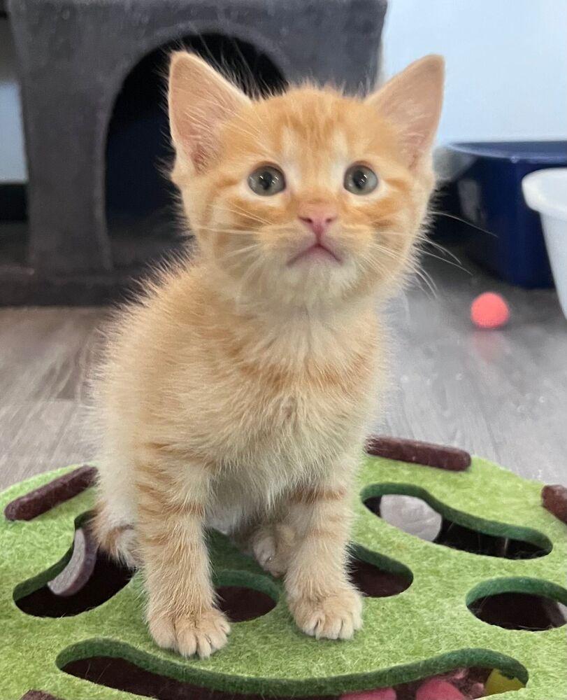 Enlarge Nalo, a Adoptable Domestic Short Hair in McPherson, KS image 1/1