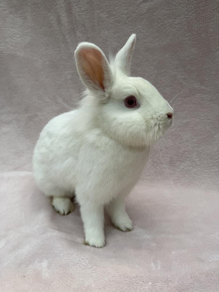 Enlarge Clover Leaf, a Adoptable mixed breed in Gainesville, FL image 1/6