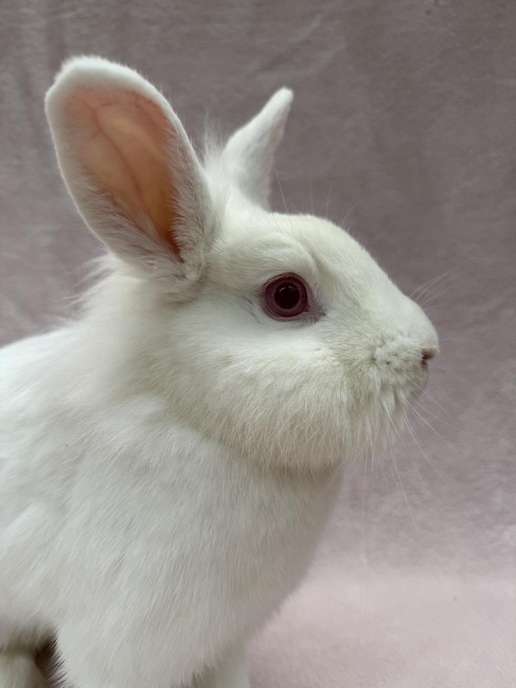 Enlarge Clover Leaf, a Adoptable mixed breed in Gainesville, FL image 2/6