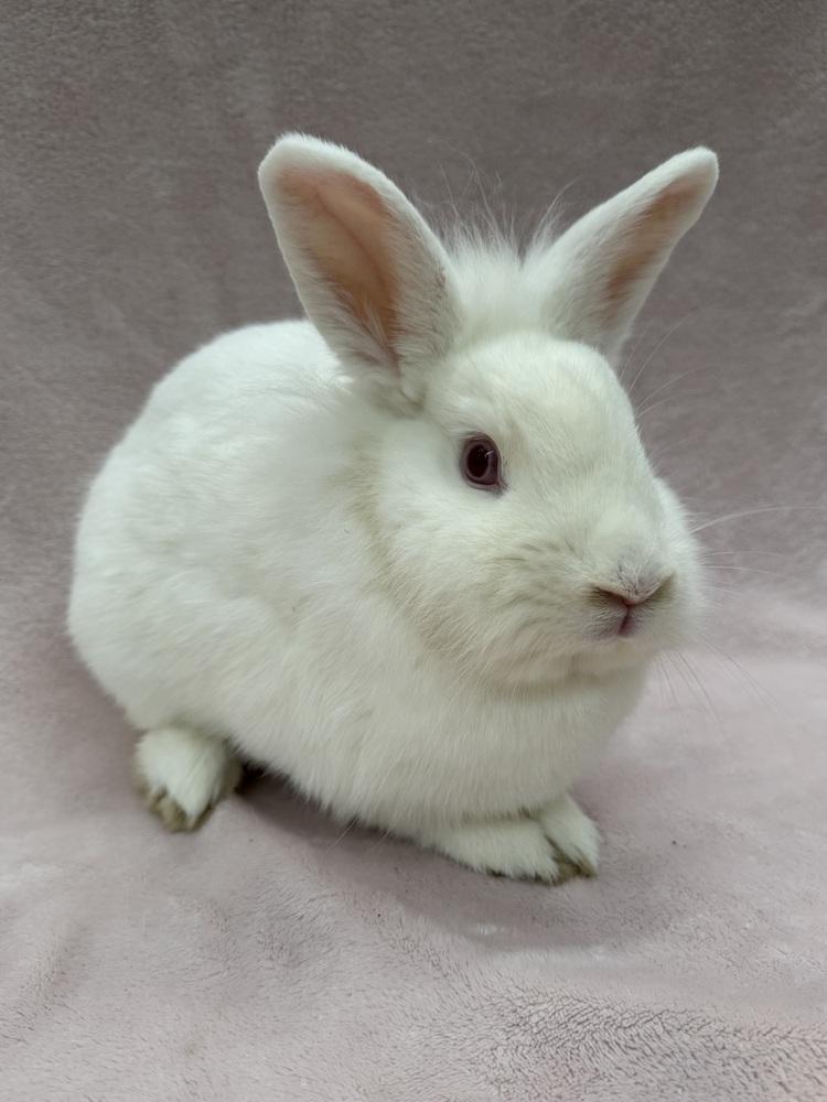 Enlarge Clover Leaf, a Adoptable mixed breed in Gainesville, FL image 3/6