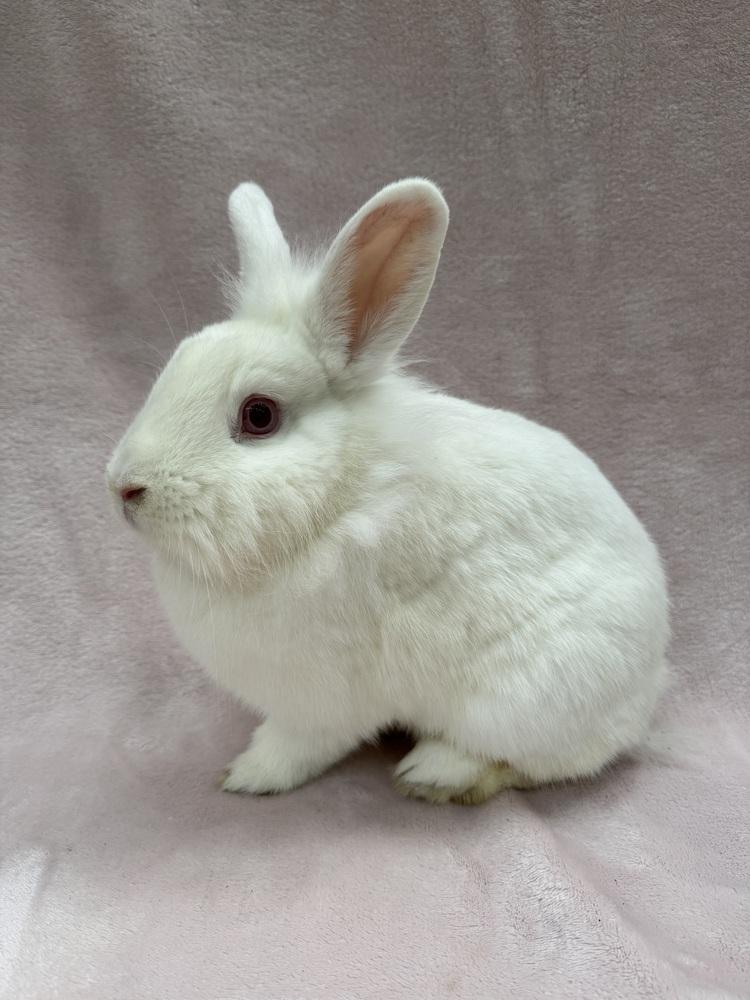 Enlarge Clover Leaf, a Adoptable mixed breed in Gainesville, FL image 4/4