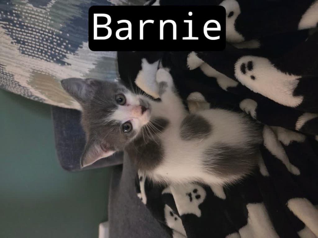 Barnie, Adoptable, Kitten Male Domestic Short Hair.