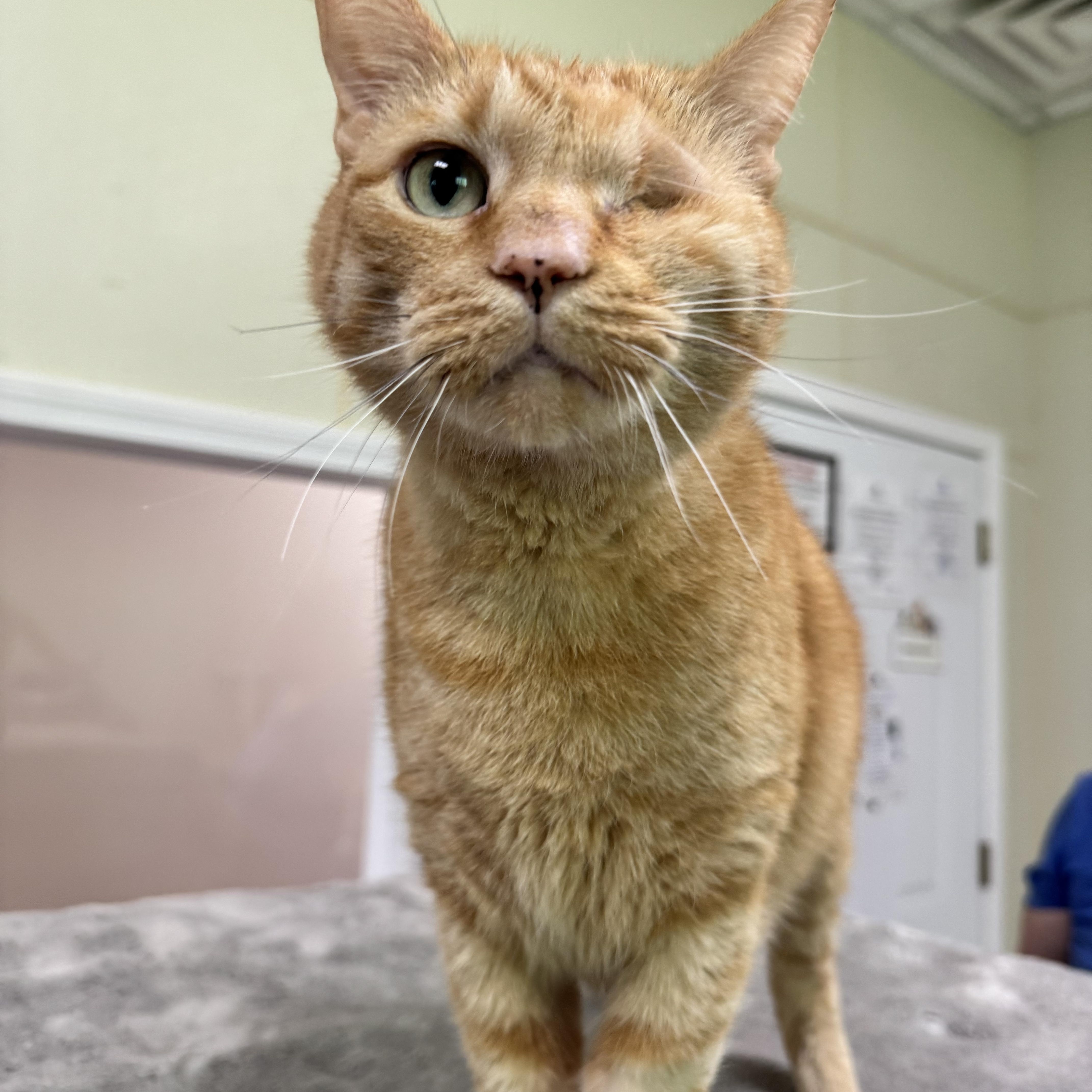 Oden, ADOPTABLE, Adult Male Domestic Short Hair.