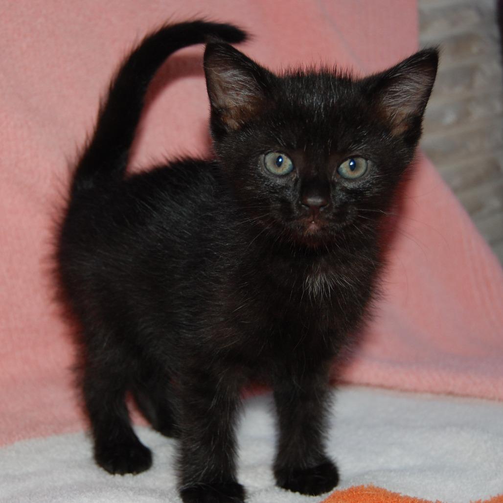 Bloom (BFF047), Adoptable, Young Male Domestic Short Hair.