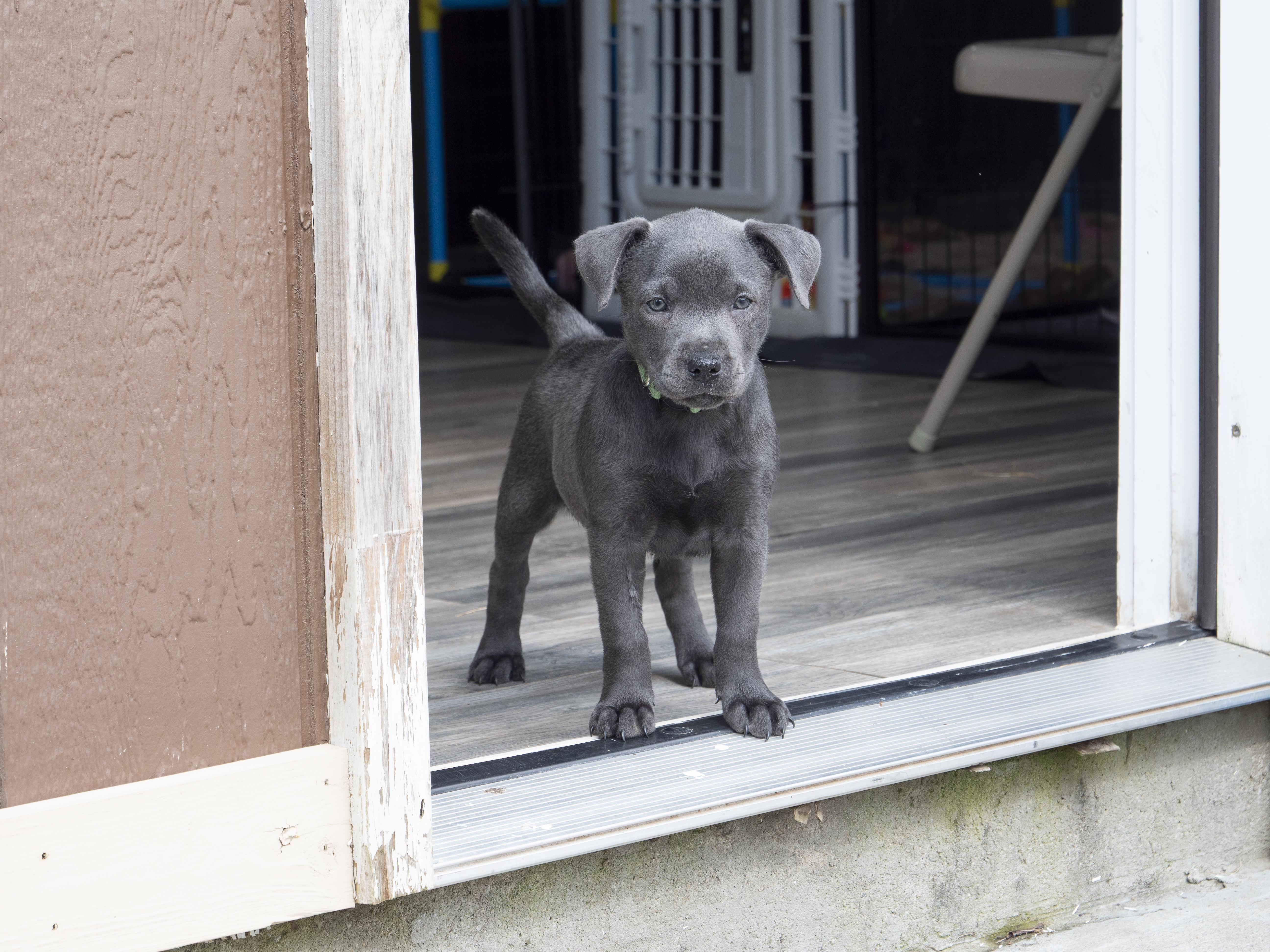 Enlarge Gabby (Shyann Litter), an adopted mixed breed in Mount Juliet, TN image 1/1