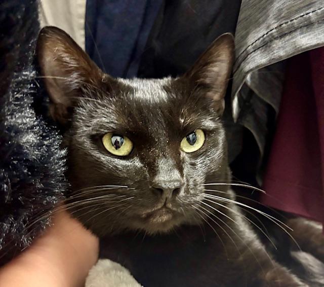 Maverick, adopted, Young Male Domestic Short Hair.