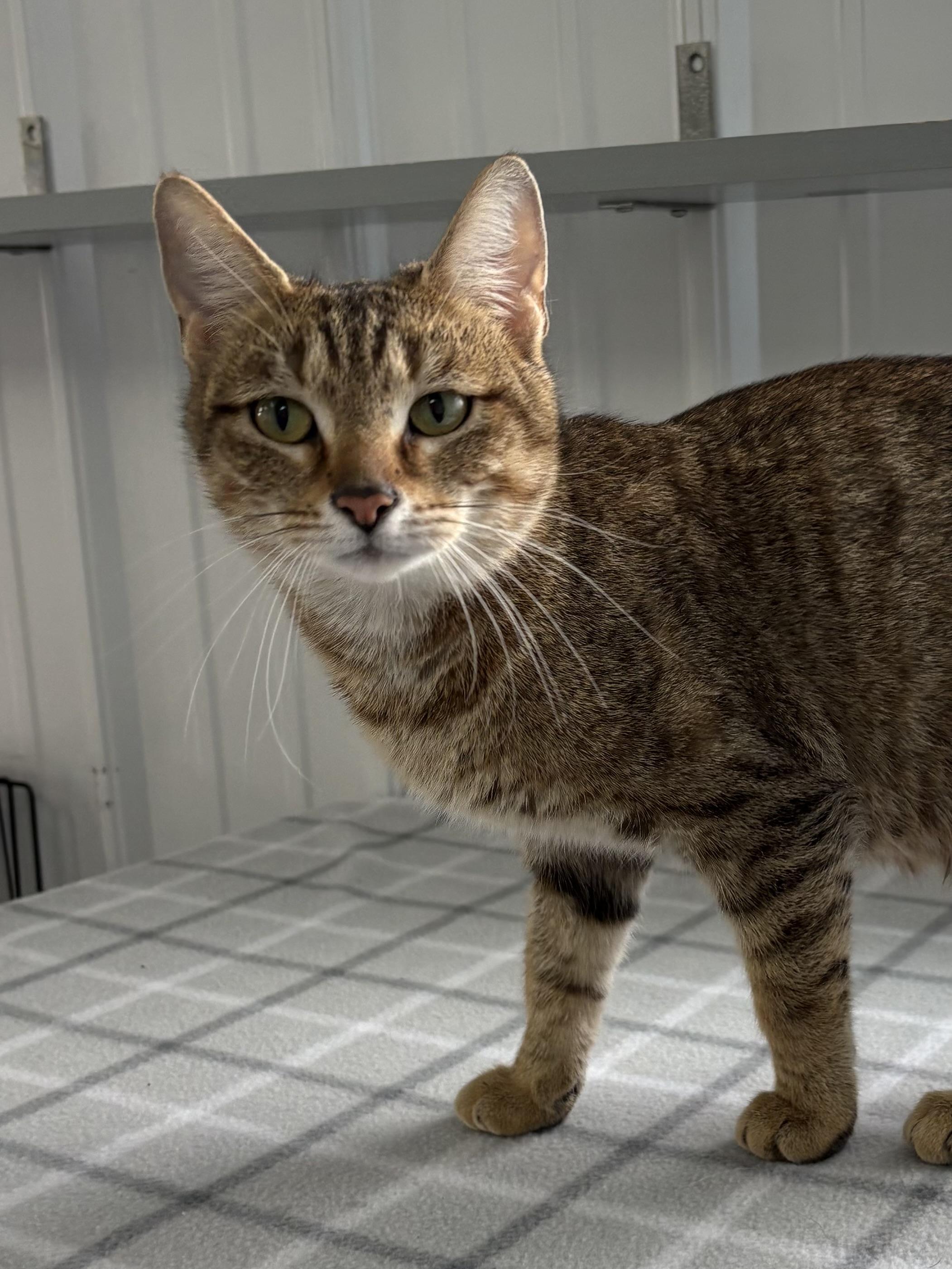 Enlarge Sassy, a ADOPTABLE American Shorthair in Big Rapids, MI image 2/3