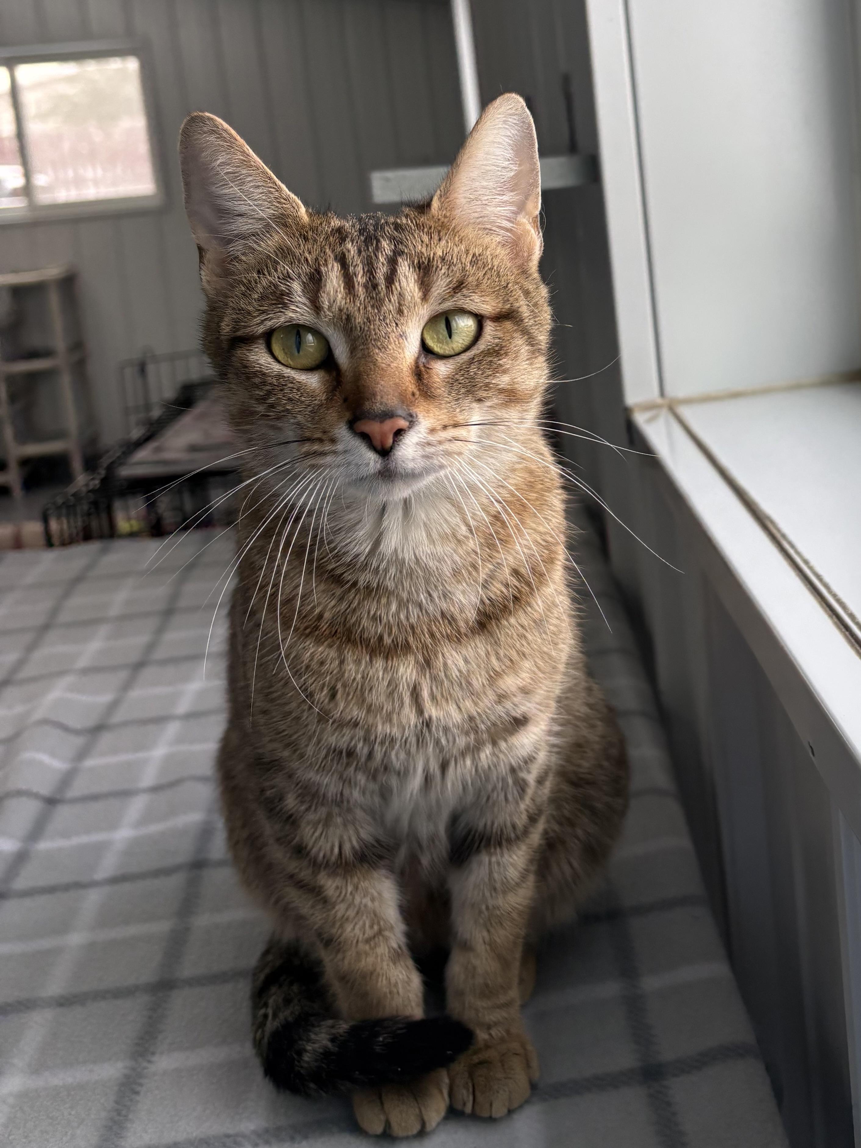 Enlarge Sassy, a ADOPTABLE American Shorthair in Big Rapids, MI image 3/3