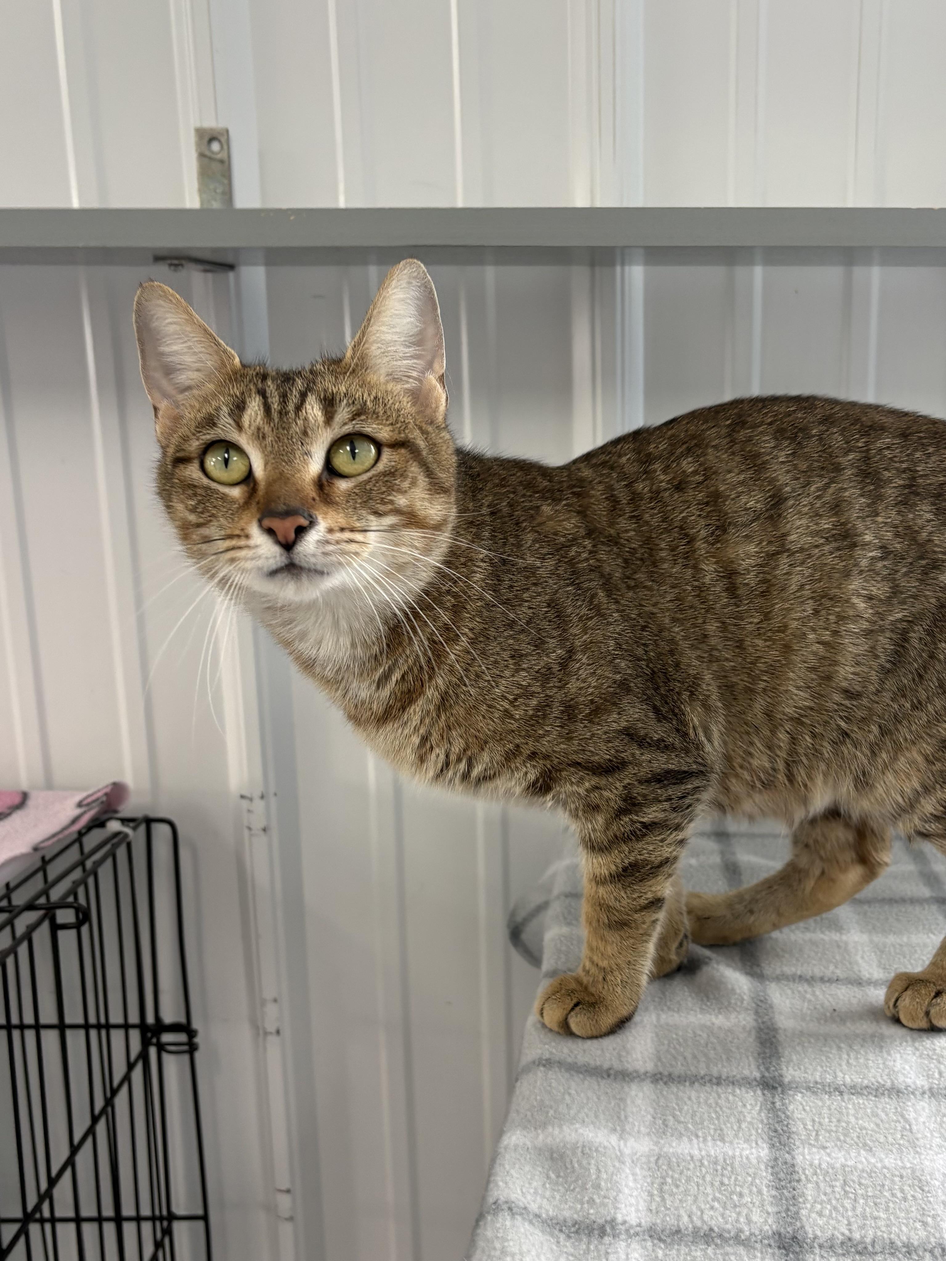 Sassy, ADOPTABLE, Adult Female American Shorthair.