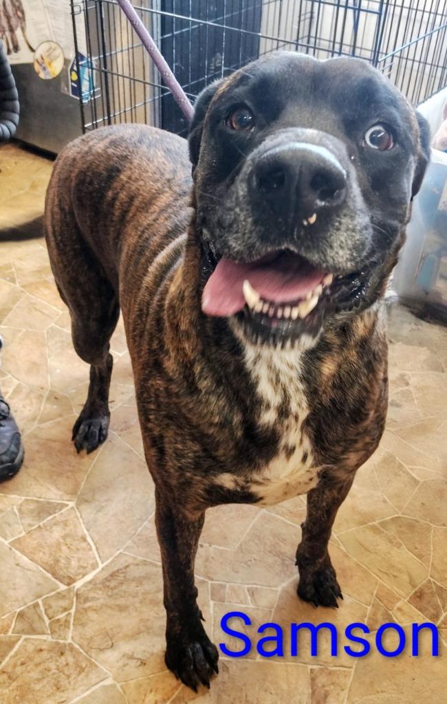 Samson, Adoptable, Adult Male Boxer & Labrador Retriever.