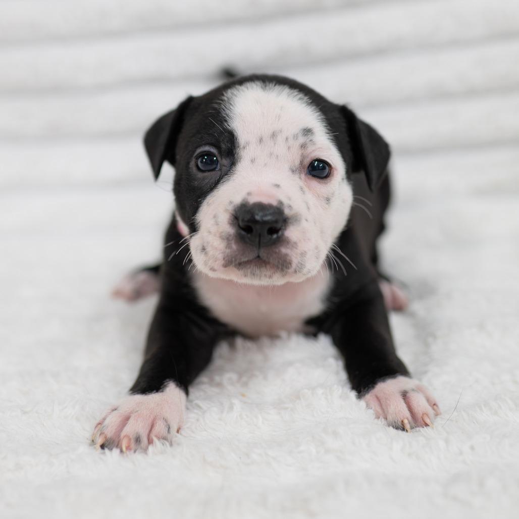Rumi, Adoptable, Puppy Female Labrador Retriever & Rottweiler.
