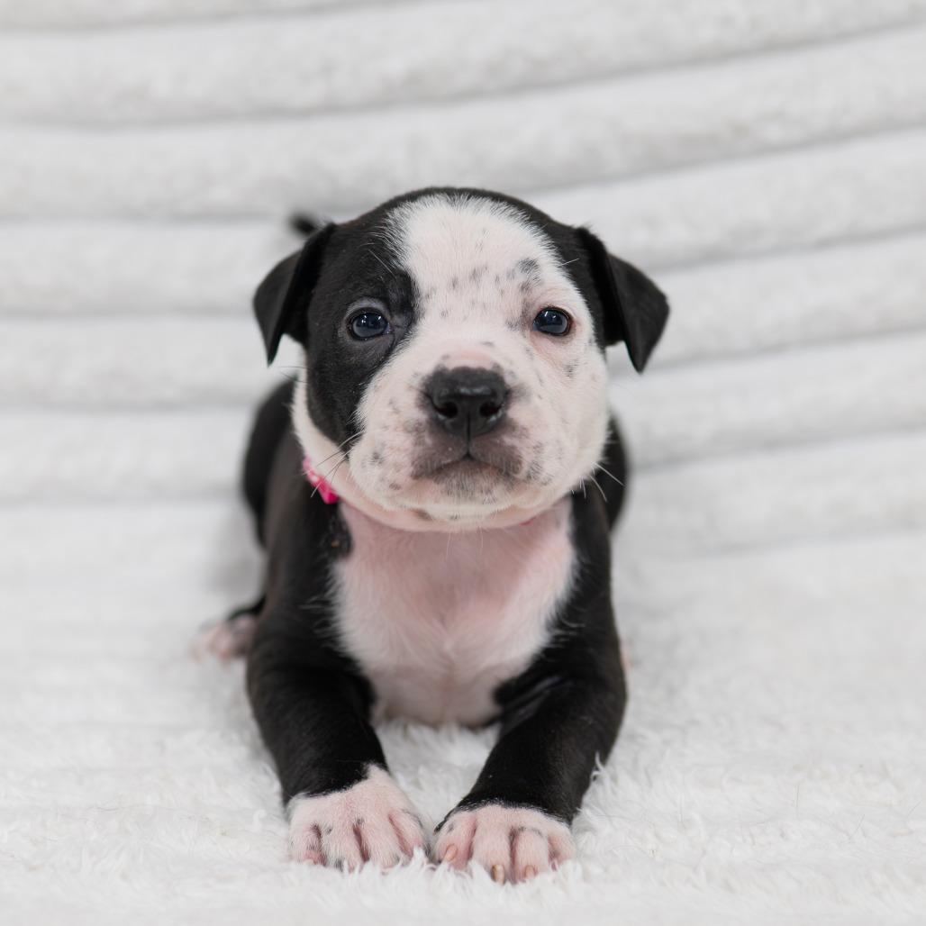 Enlarge Rumi, a Adoptable mixed breed in Fulton, MO image 2/2