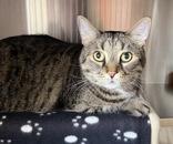 Hercules, Adoptable, Adult Male Domestic Short Hair.