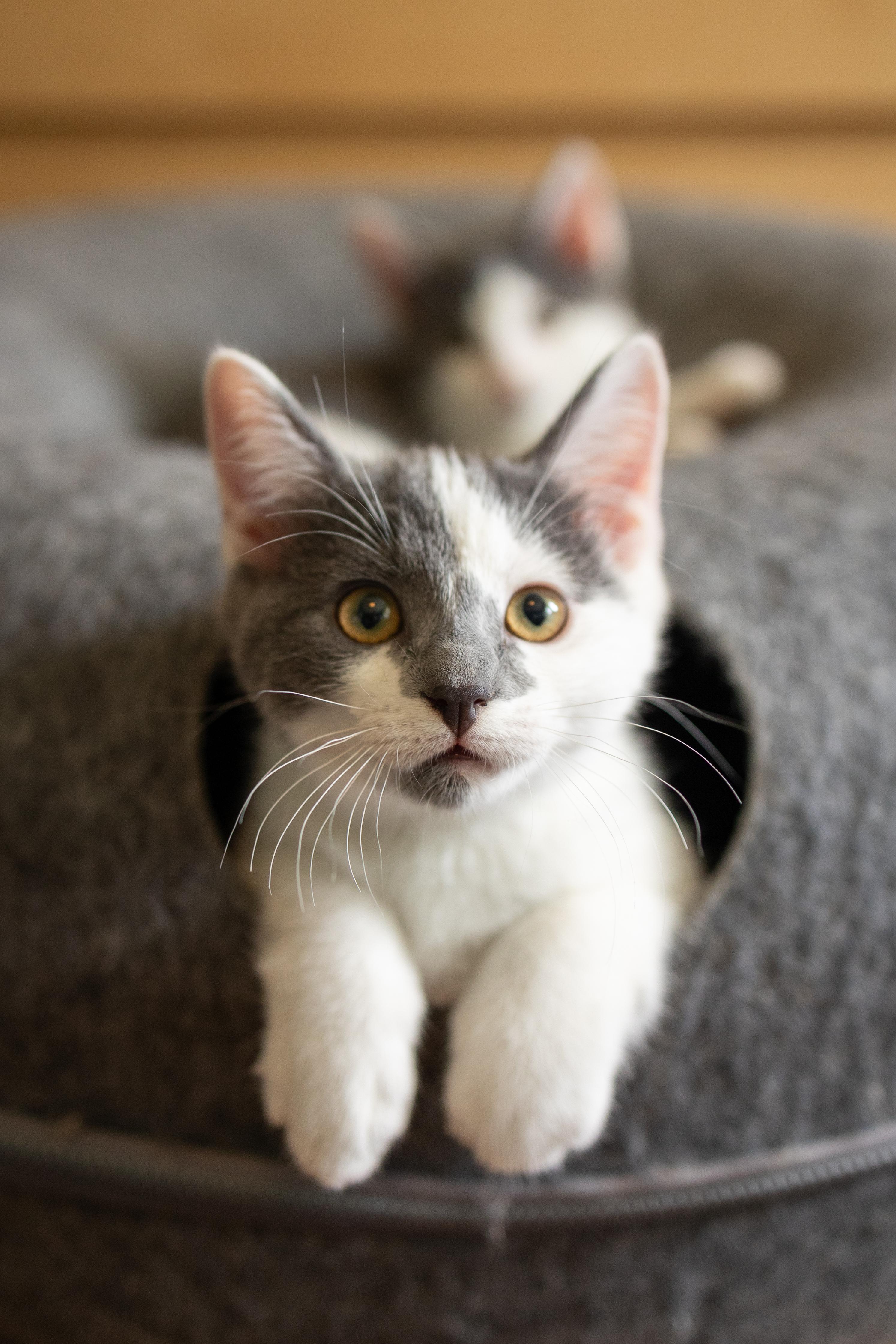 Mabel + Dipper (bonded), adopted, Young Male Domestic Short Hair.