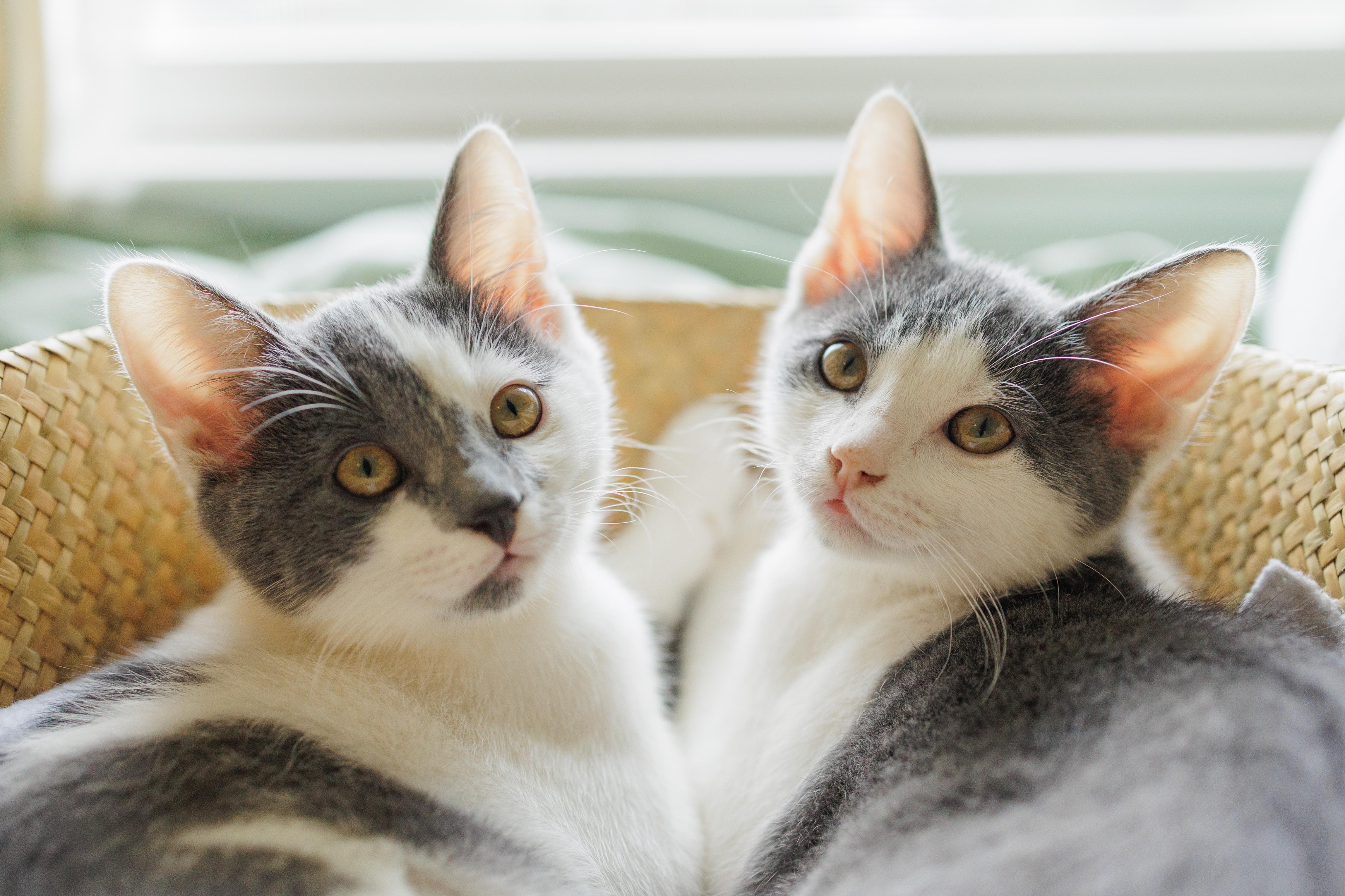 Mabel + Dipper (bonded), an adopted Domestic Short Hair in Avondale Estates, GA image 2/6