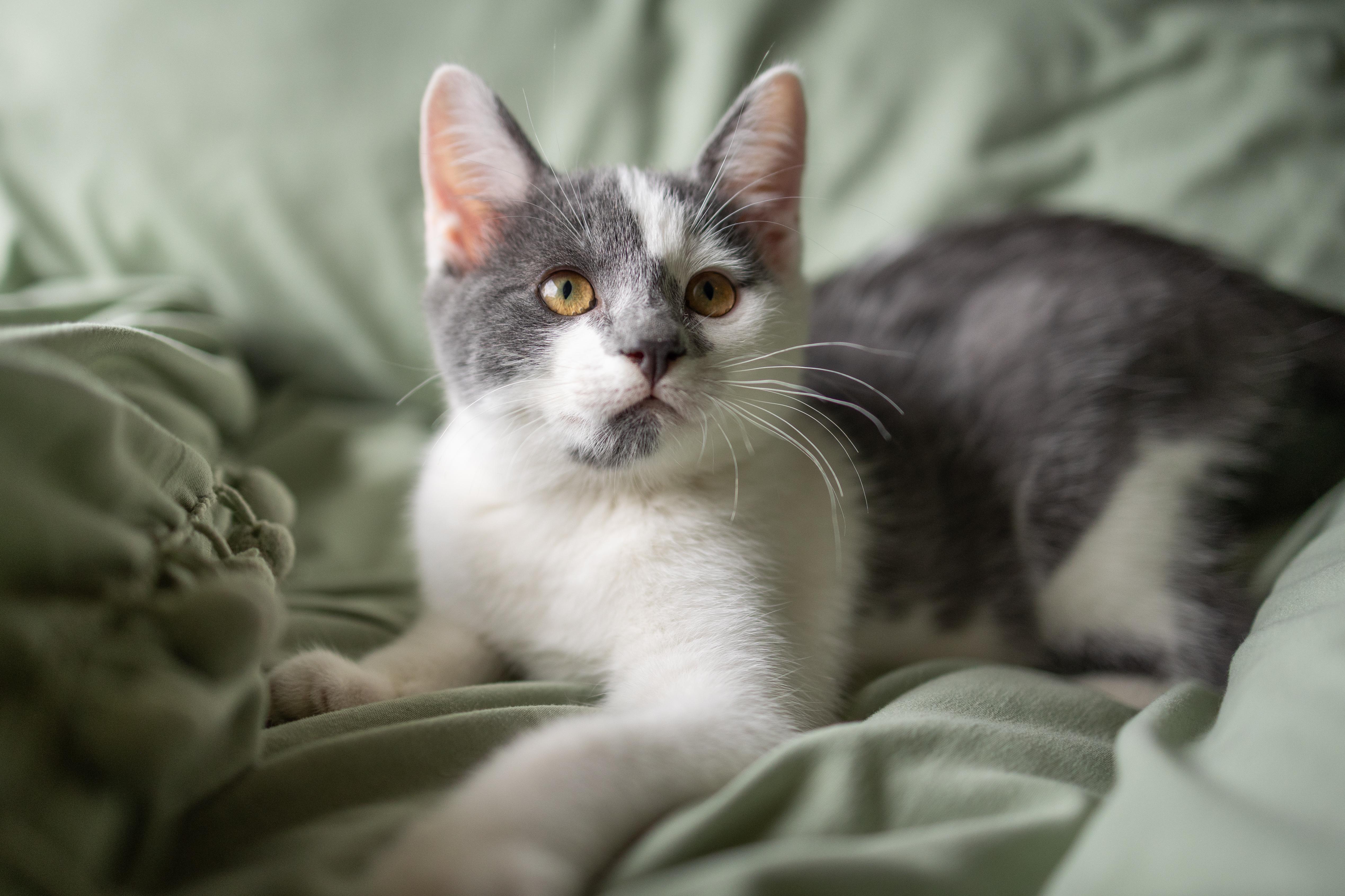 Mabel + Dipper (bonded), an adopted Domestic Short Hair in Avondale Estates, GA image 3/6