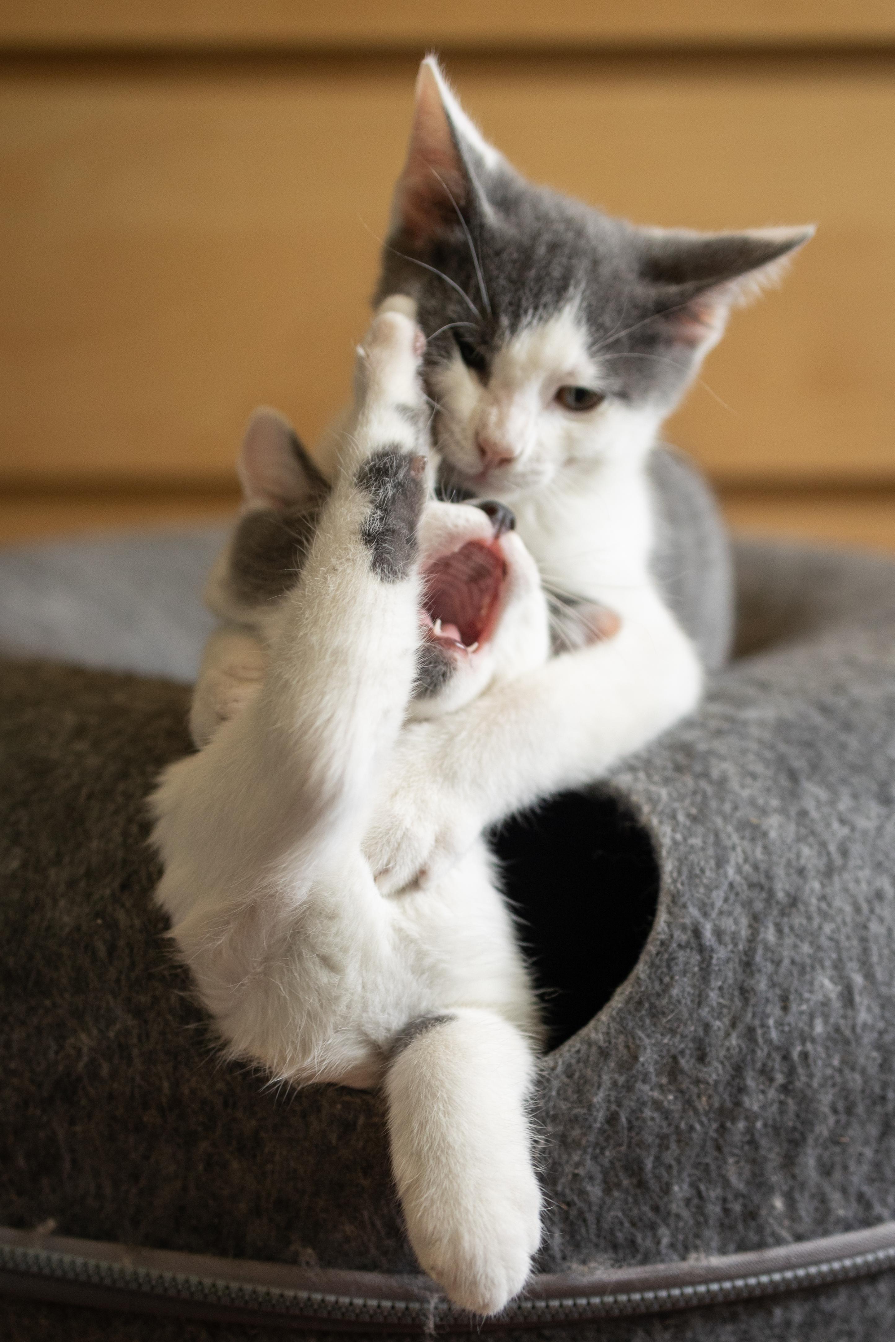 Mabel + Dipper (bonded), an adopted Domestic Short Hair in Avondale Estates, GA image 4/6
