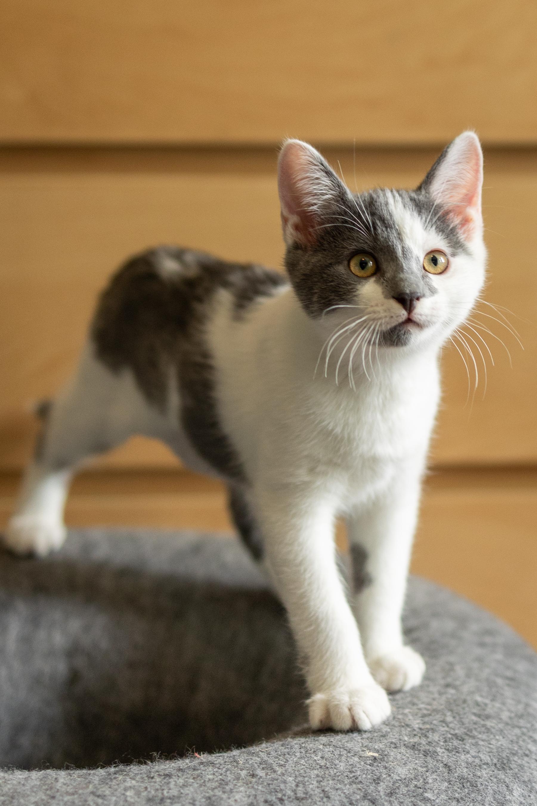 Mabel + Dipper (bonded), an adopted Domestic Short Hair in Avondale Estates, GA image 6/6