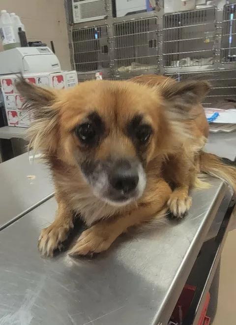 Enlarge Leona, a Adopted mixed breed in Van Alstyne, TX image 2/5