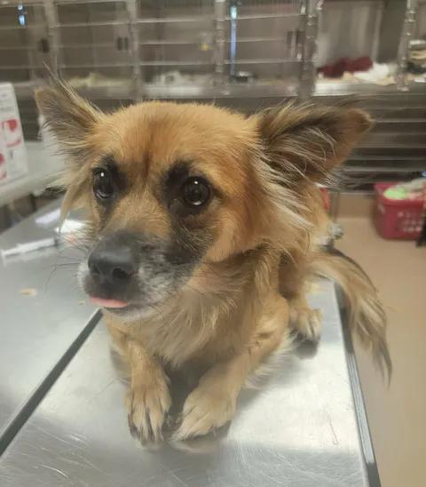 Leona, Adopted, Adult Female Pomeranian & Chihuahua.